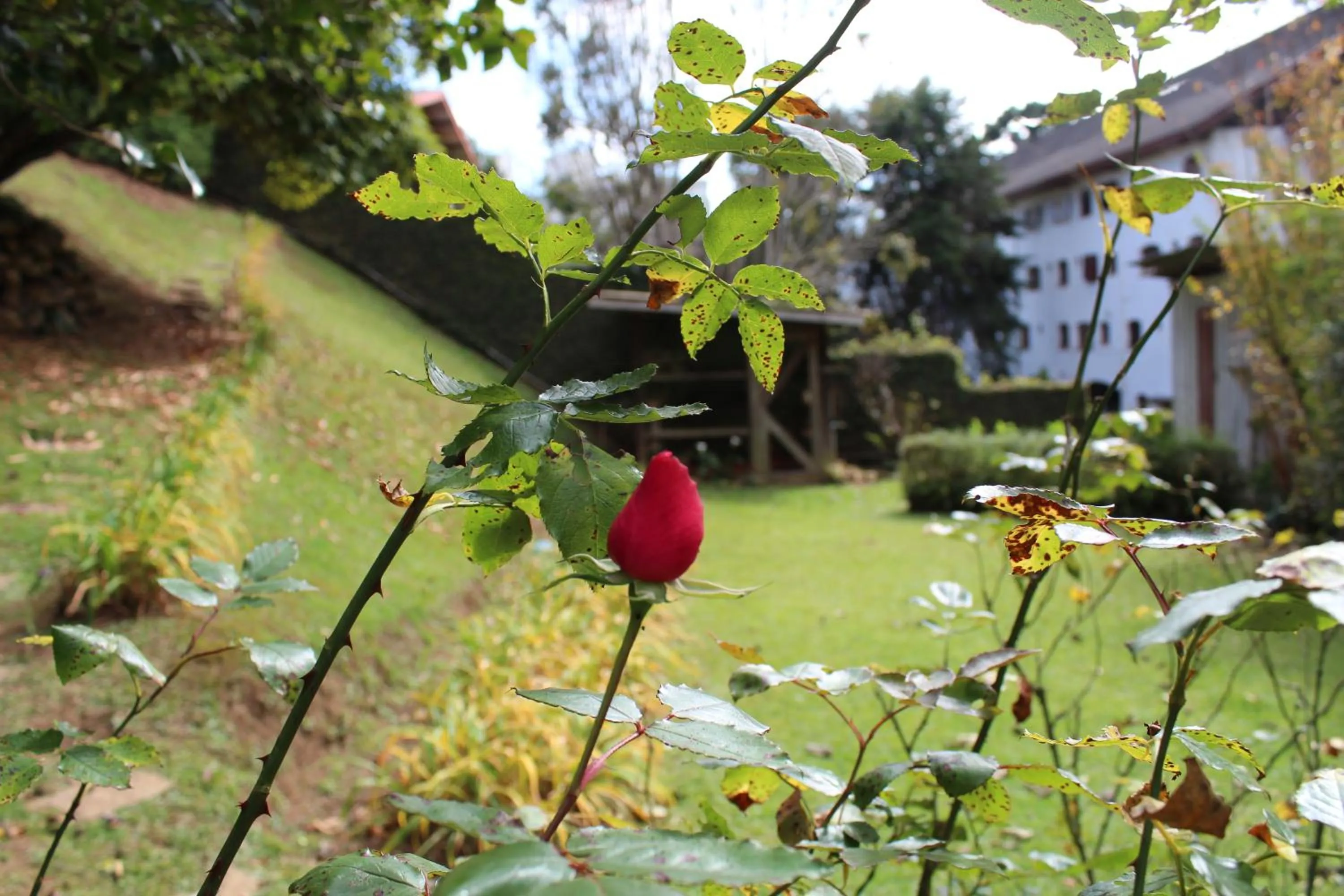 Garden in Casa Aconchegante no Capivari