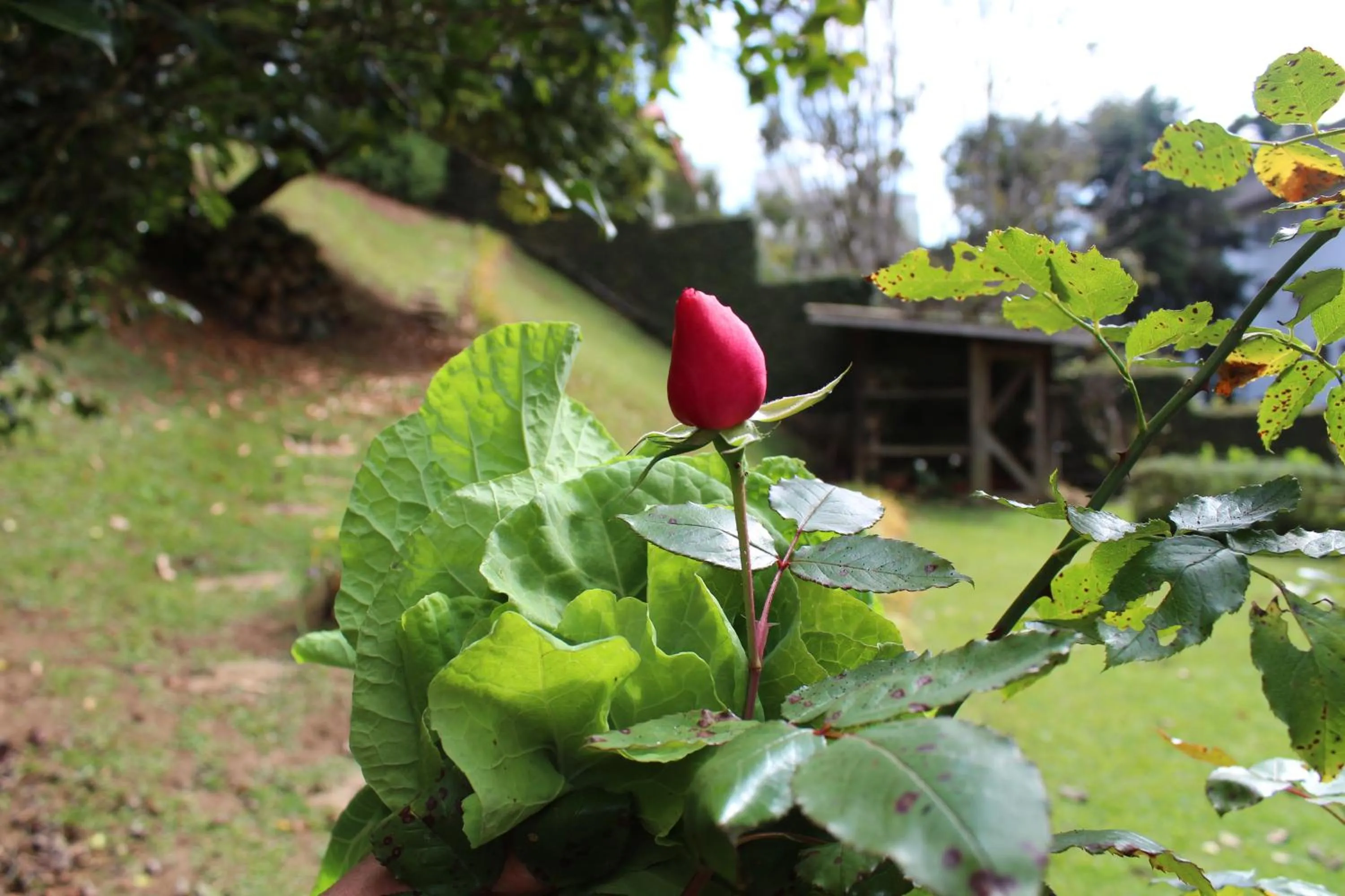 Garden in Casa Aconchegante no Capivari