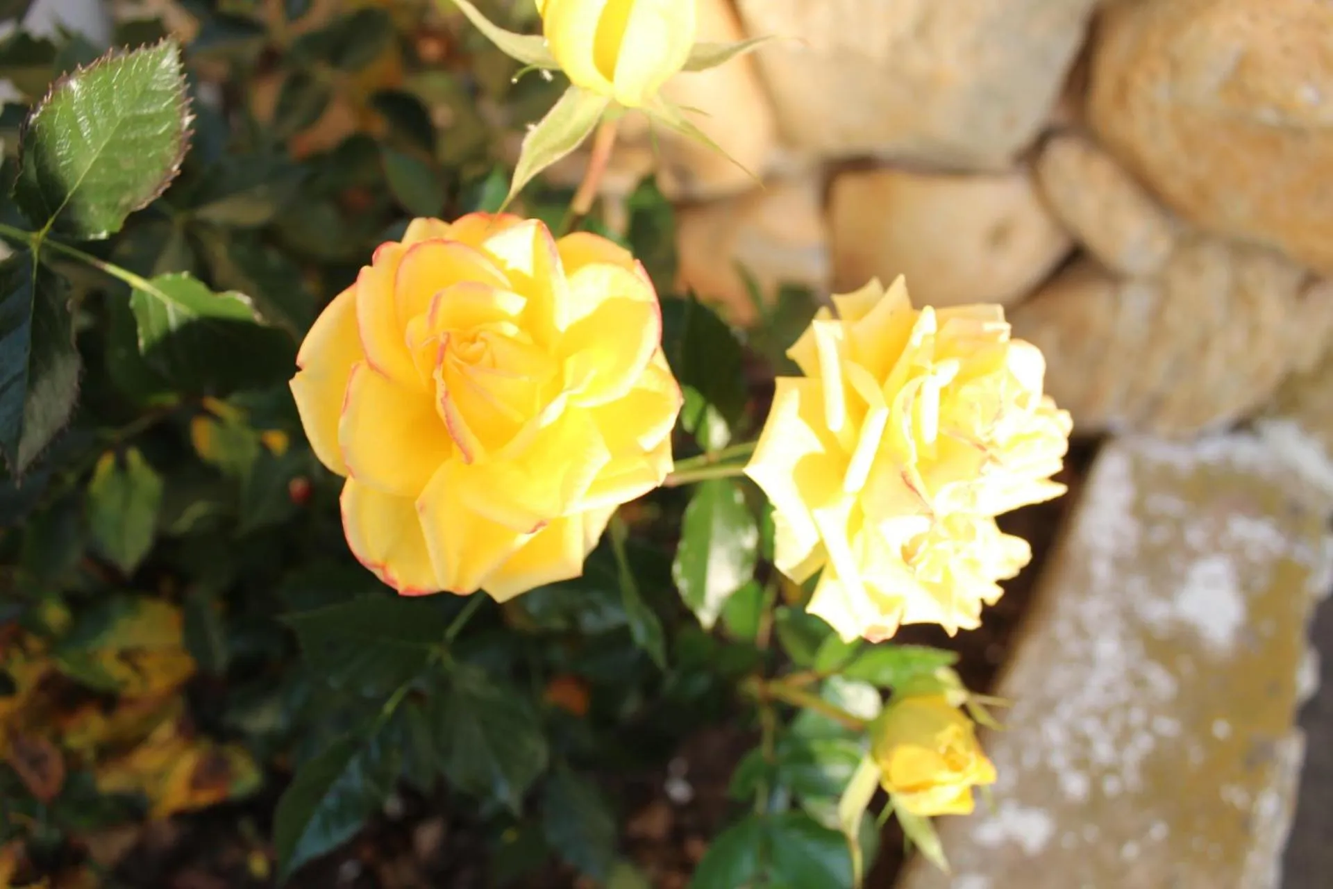 Garden in Casa Aconchegante no Capivari