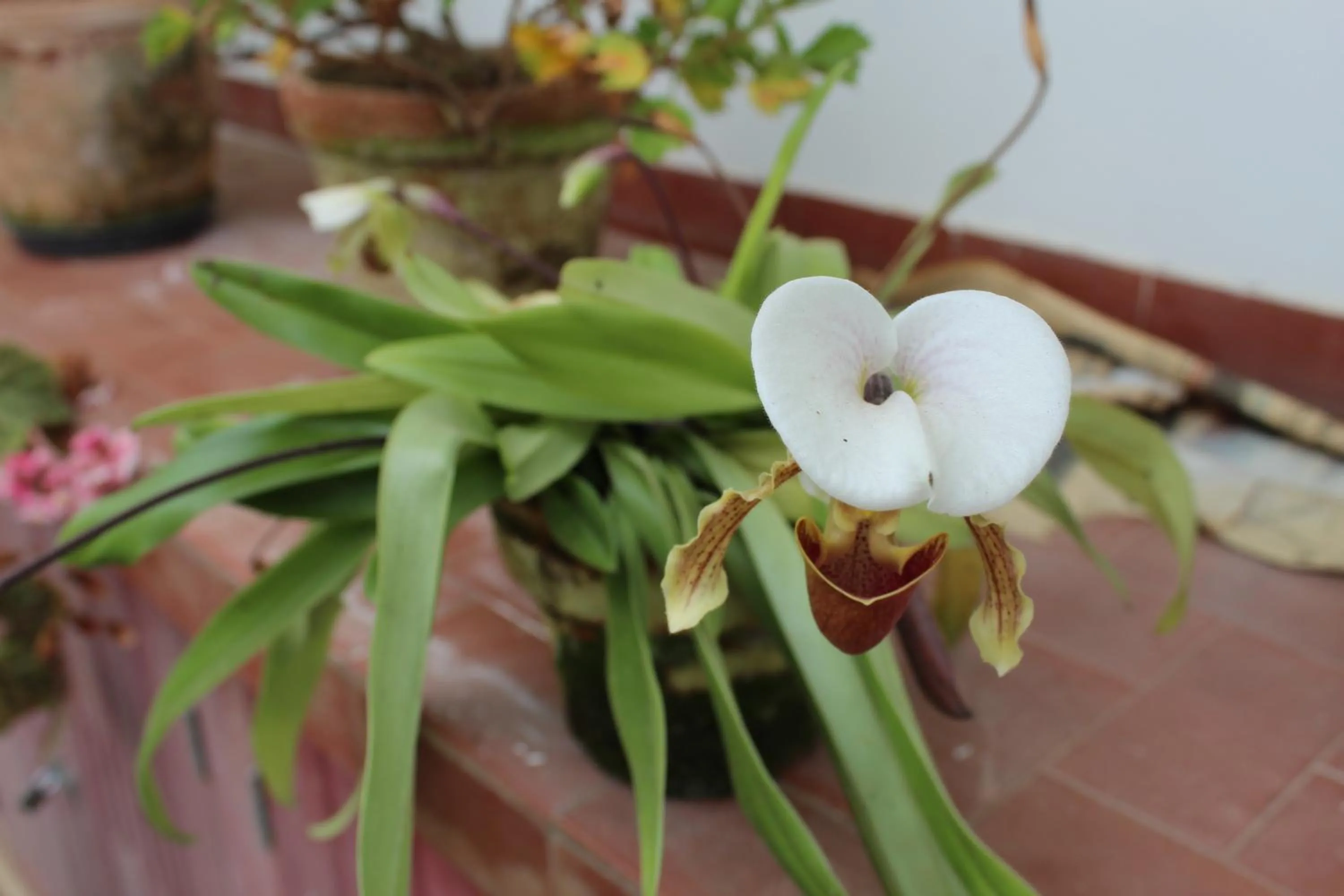 Garden in Casa Aconchegante no Capivari