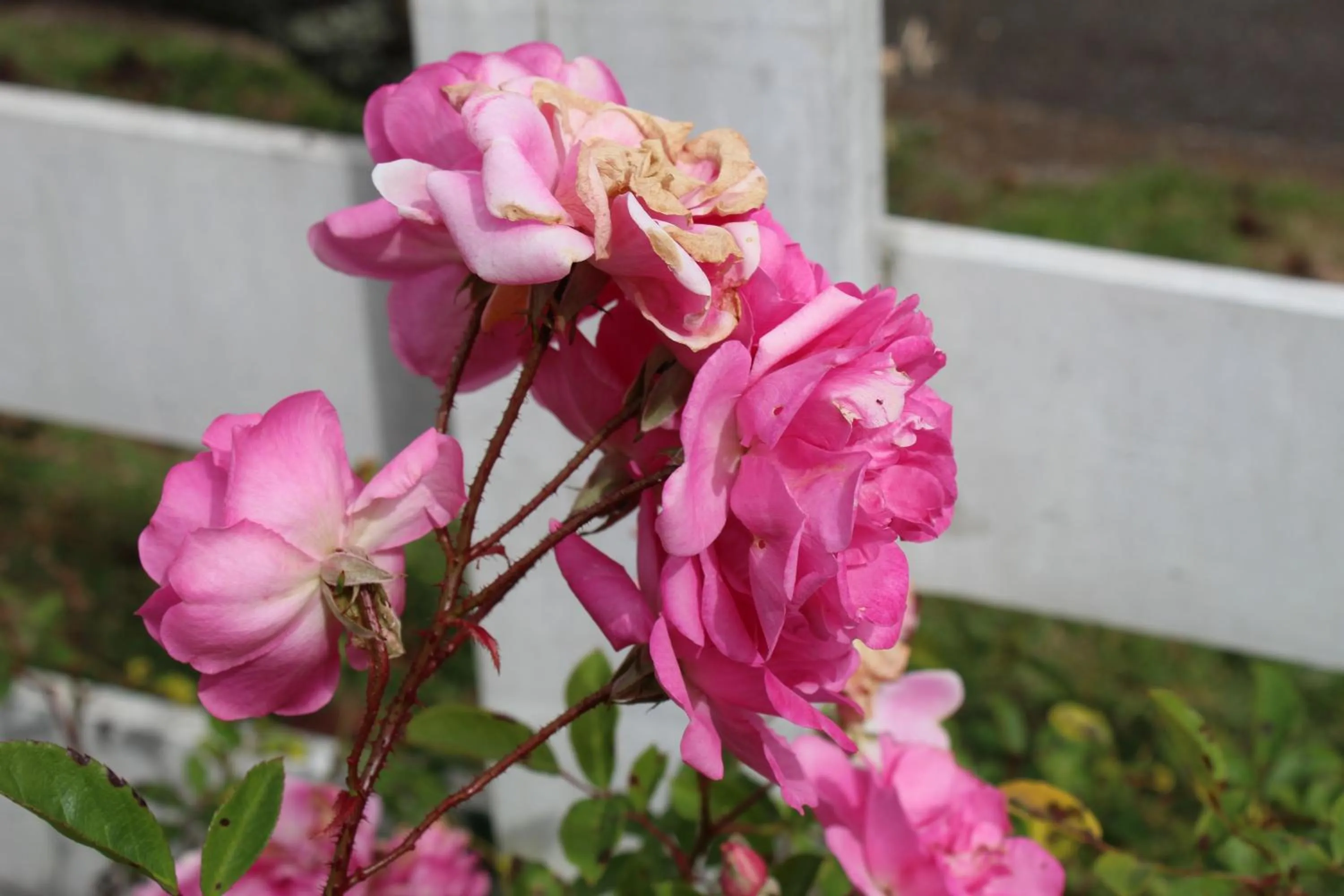 Garden in Casa Aconchegante no Capivari