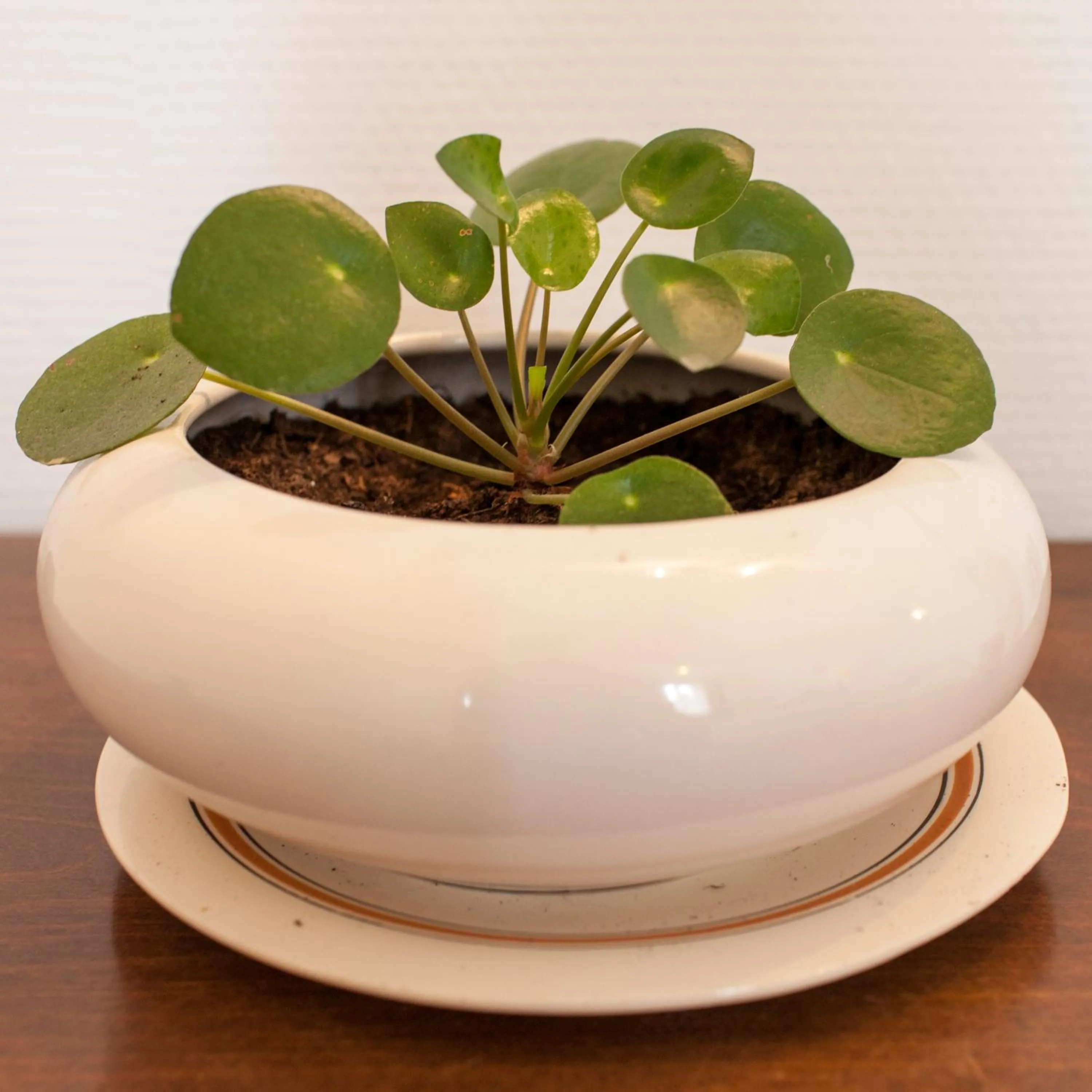 Decorative detail in 46FM : Montauban Guest House