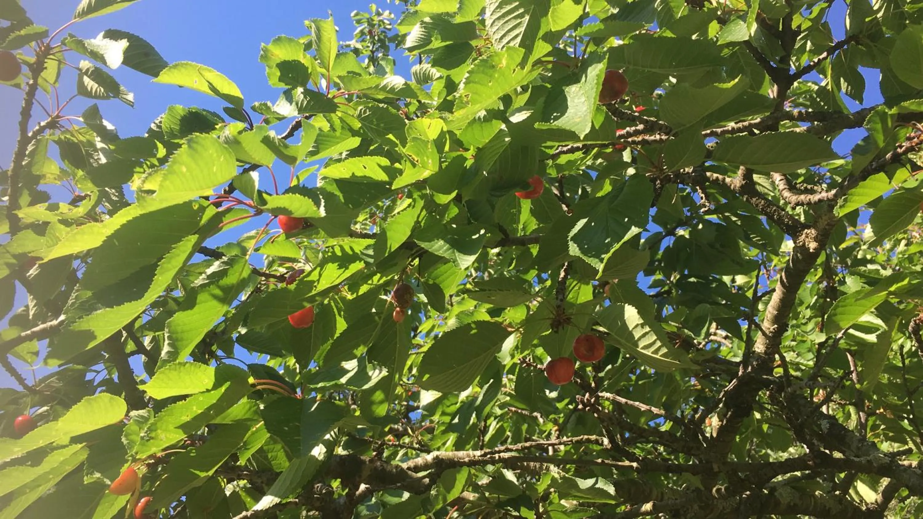 Garden in B&b Il Rustico