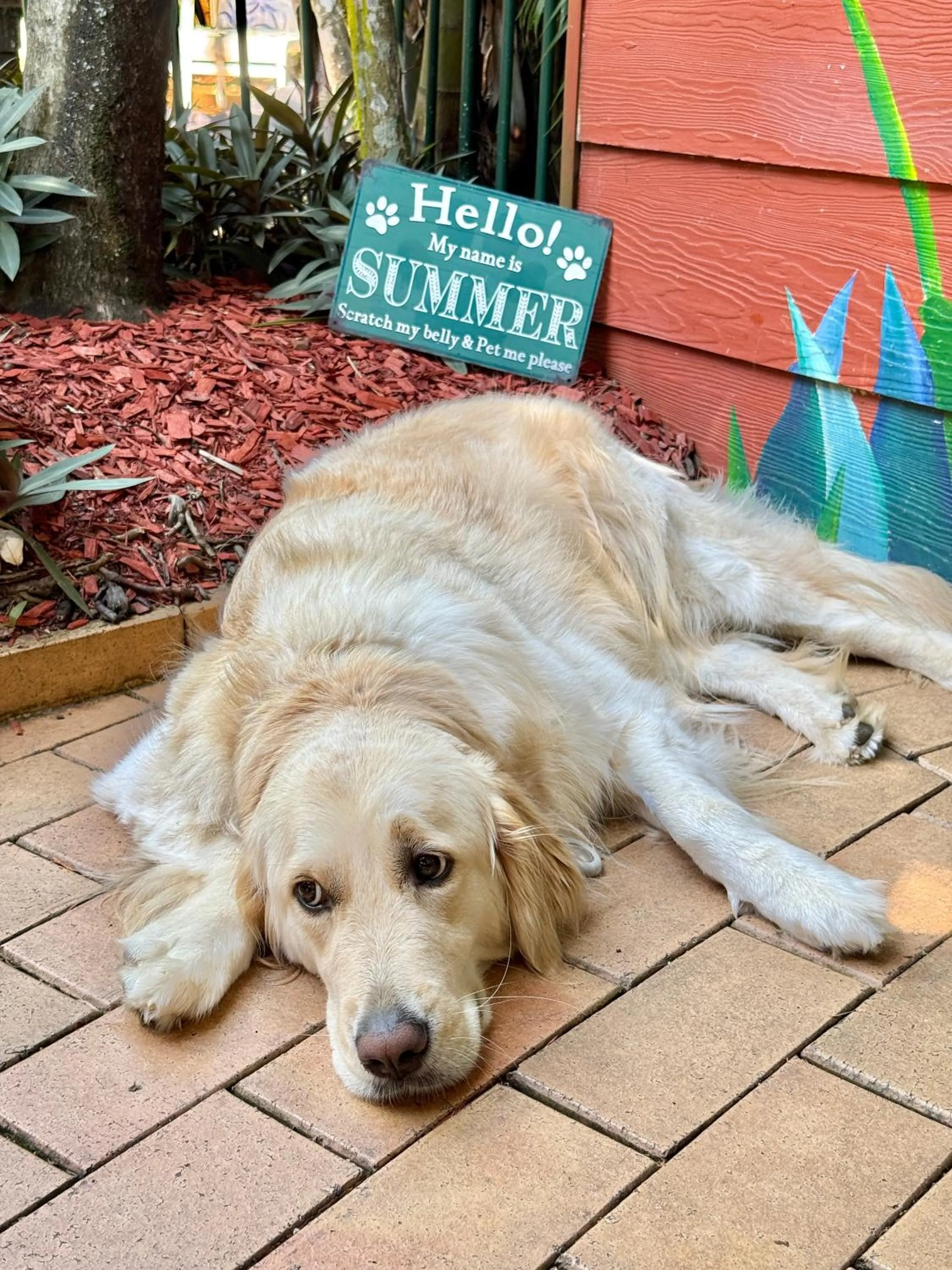 Pets in Dreamtime Hostel