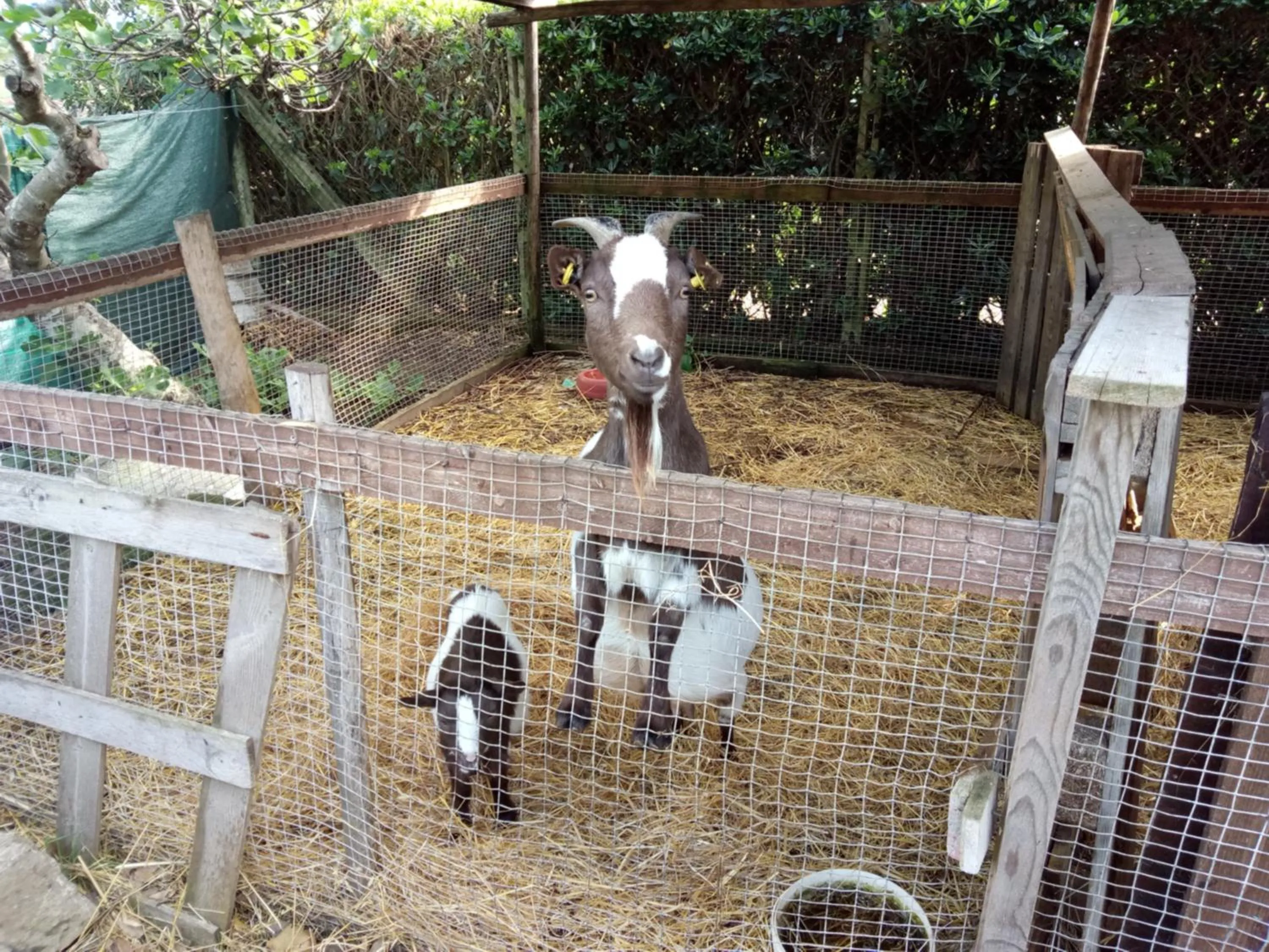 Pets in casadolcecasalatina