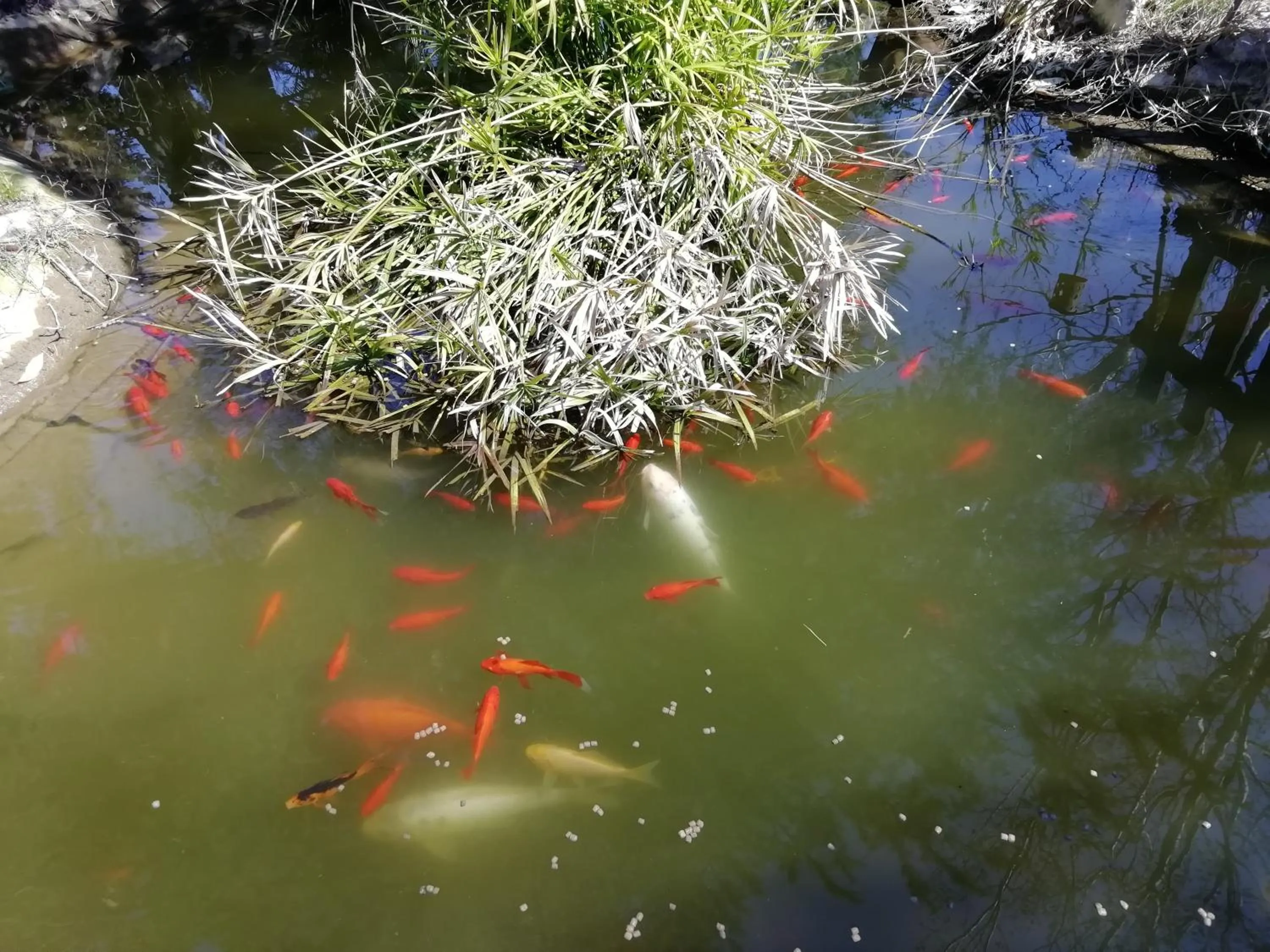 Animals in casadolcecasalatina