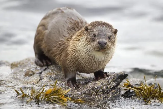 Animals in Kilcamb Lodge Hotel