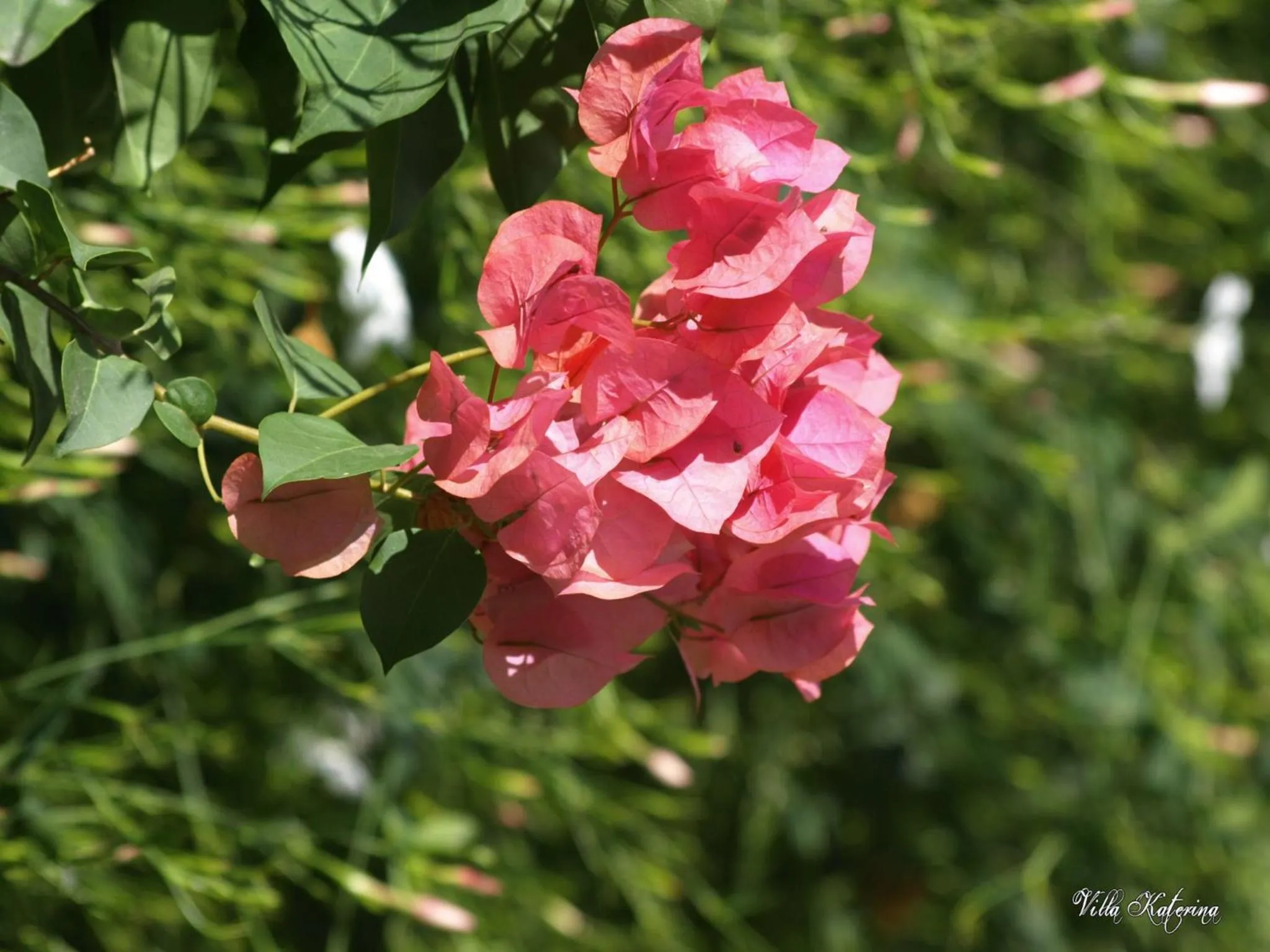Garden in Villa Katerina