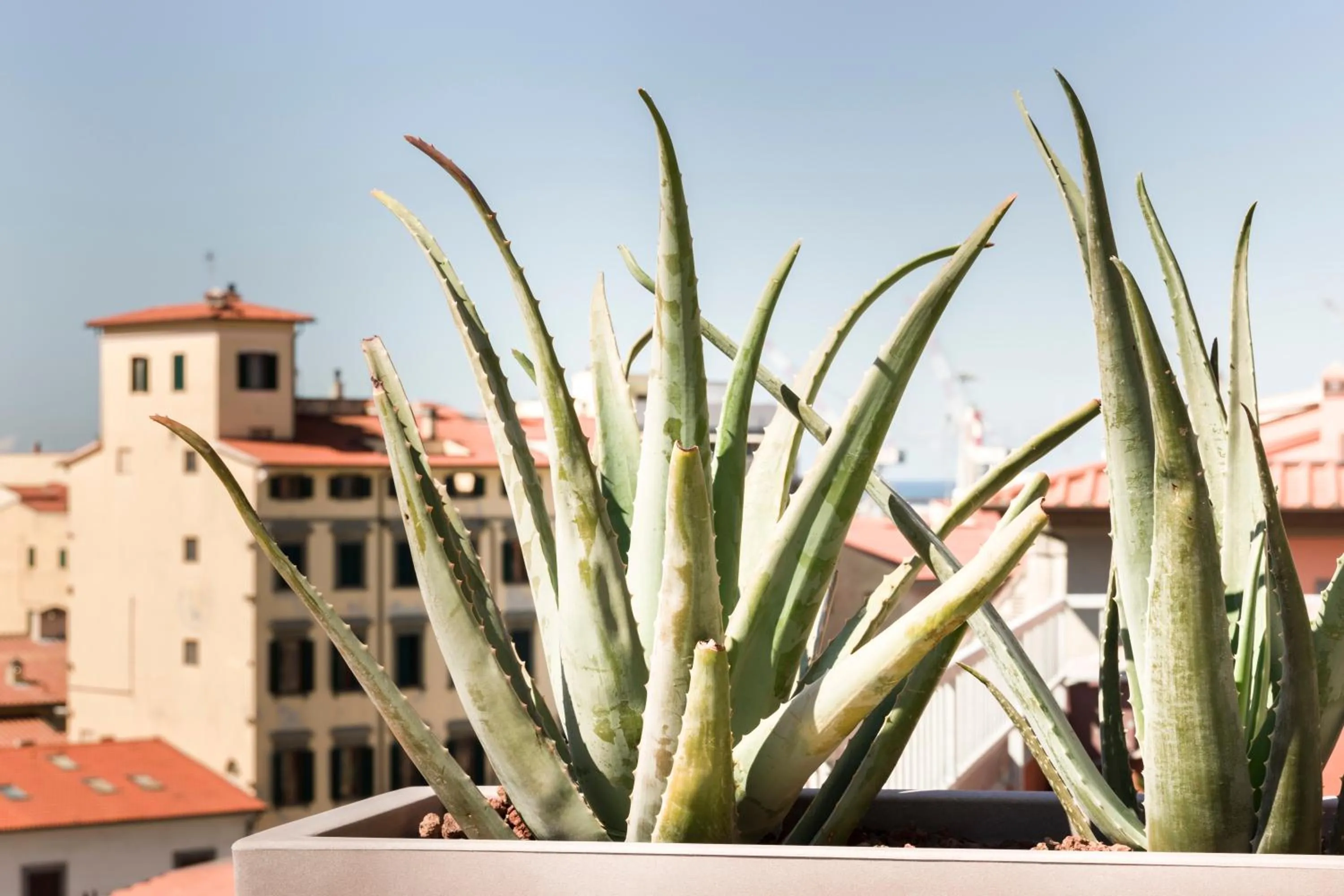 Neighbourhood in Agave in Città