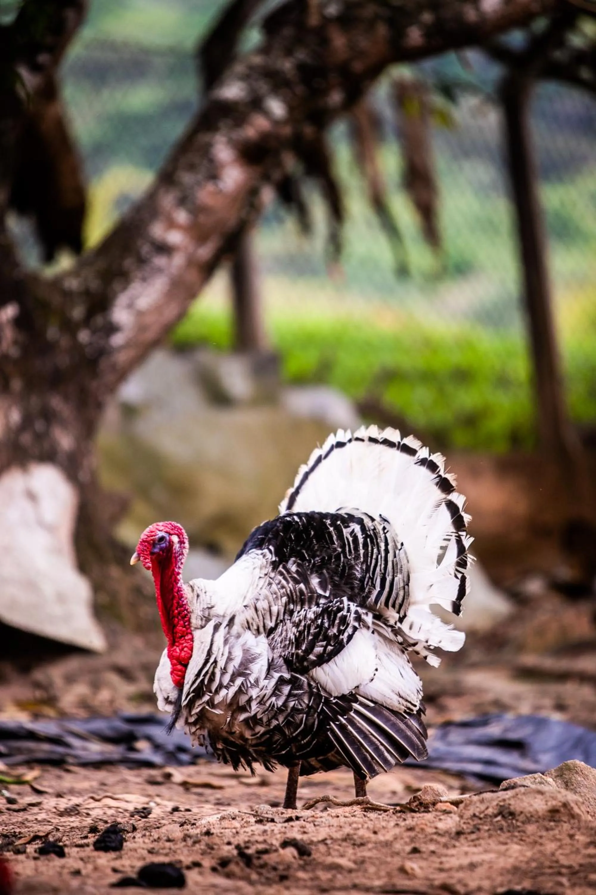 Animals in Hotel Fazenda Horizonte Belo