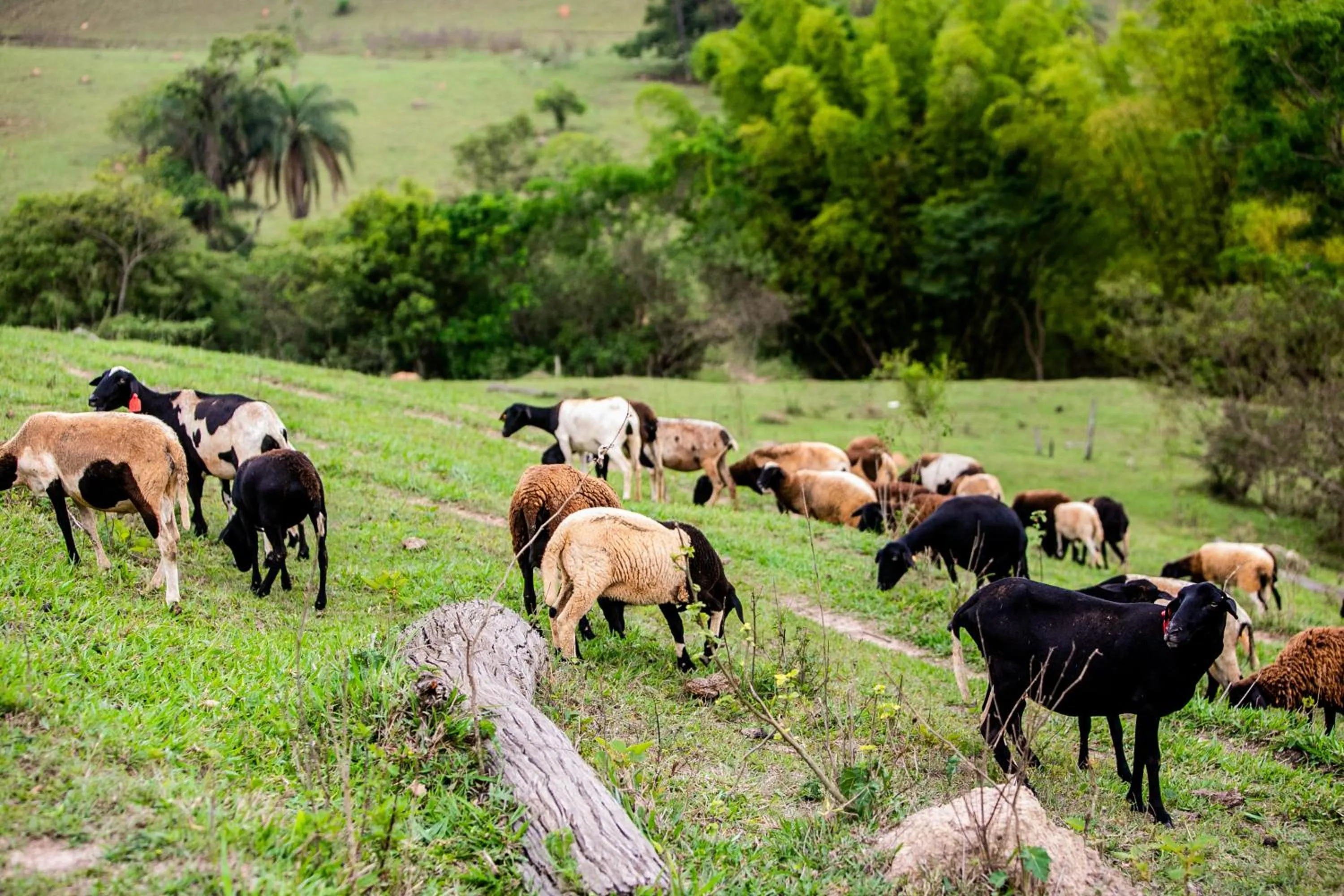 Animals in Hotel Fazenda Horizonte Belo