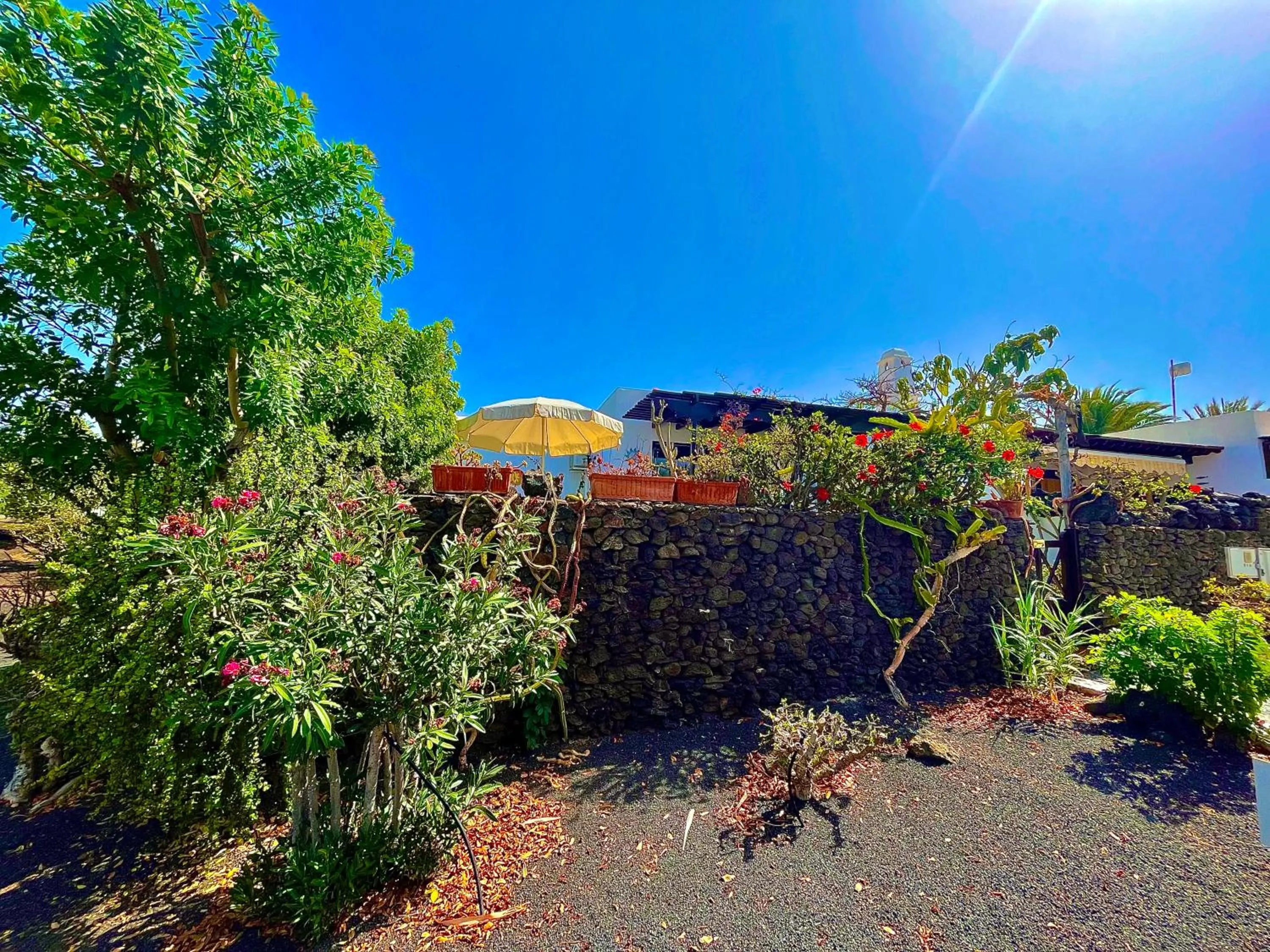 Garden in Casas del Sol