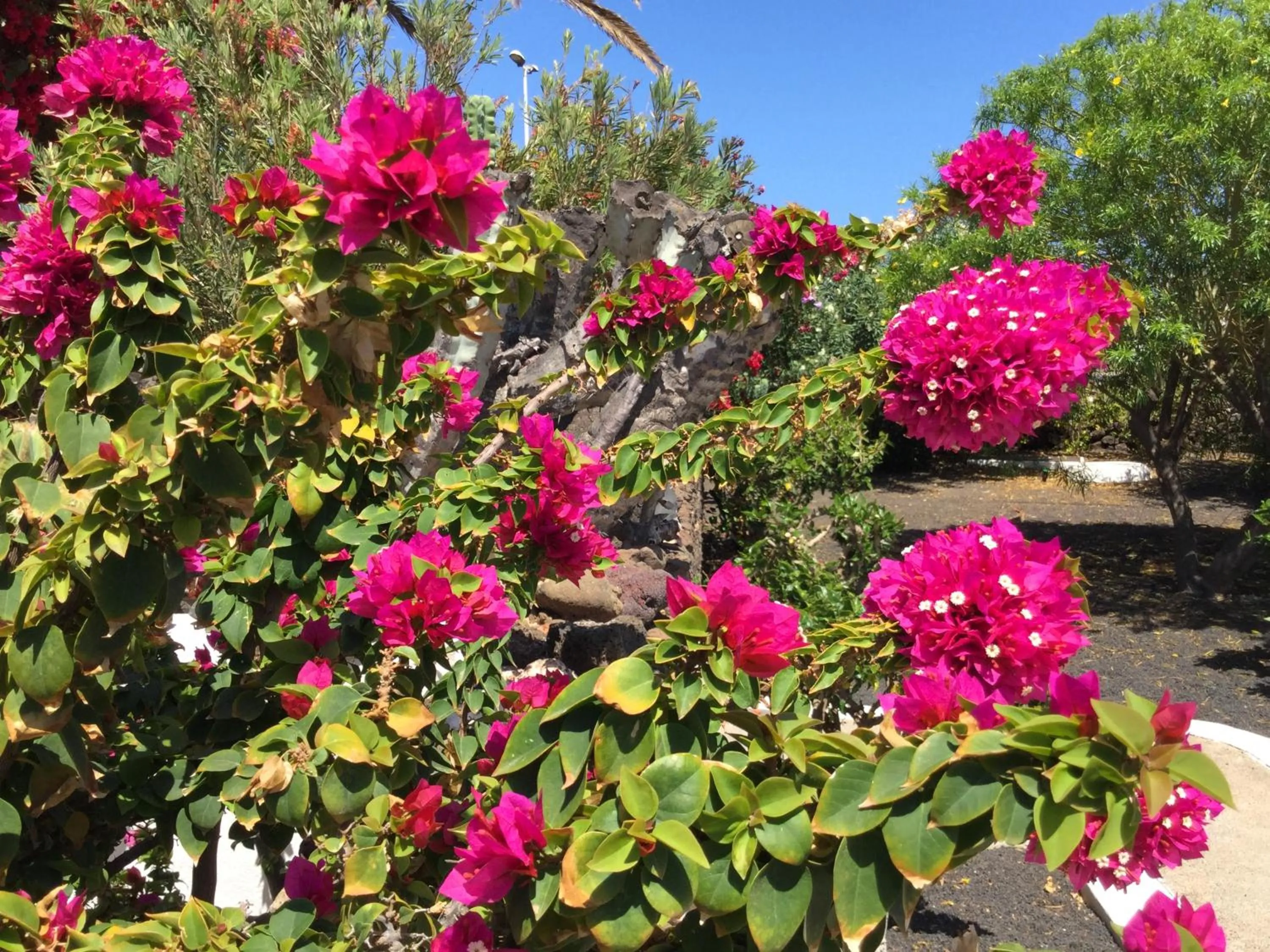 Garden in Casas del Sol