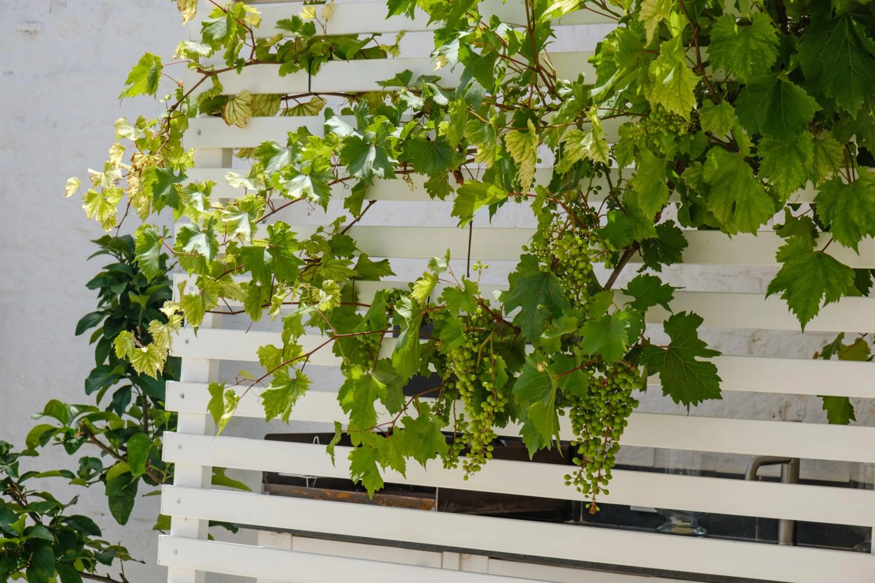 Garden in Welcome Ostuni b&b