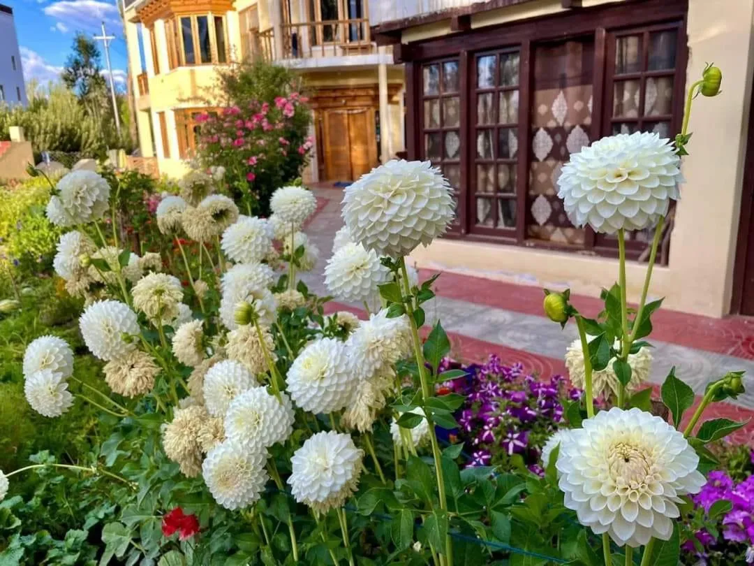 Garden in Zaltak Guest House and Hostel