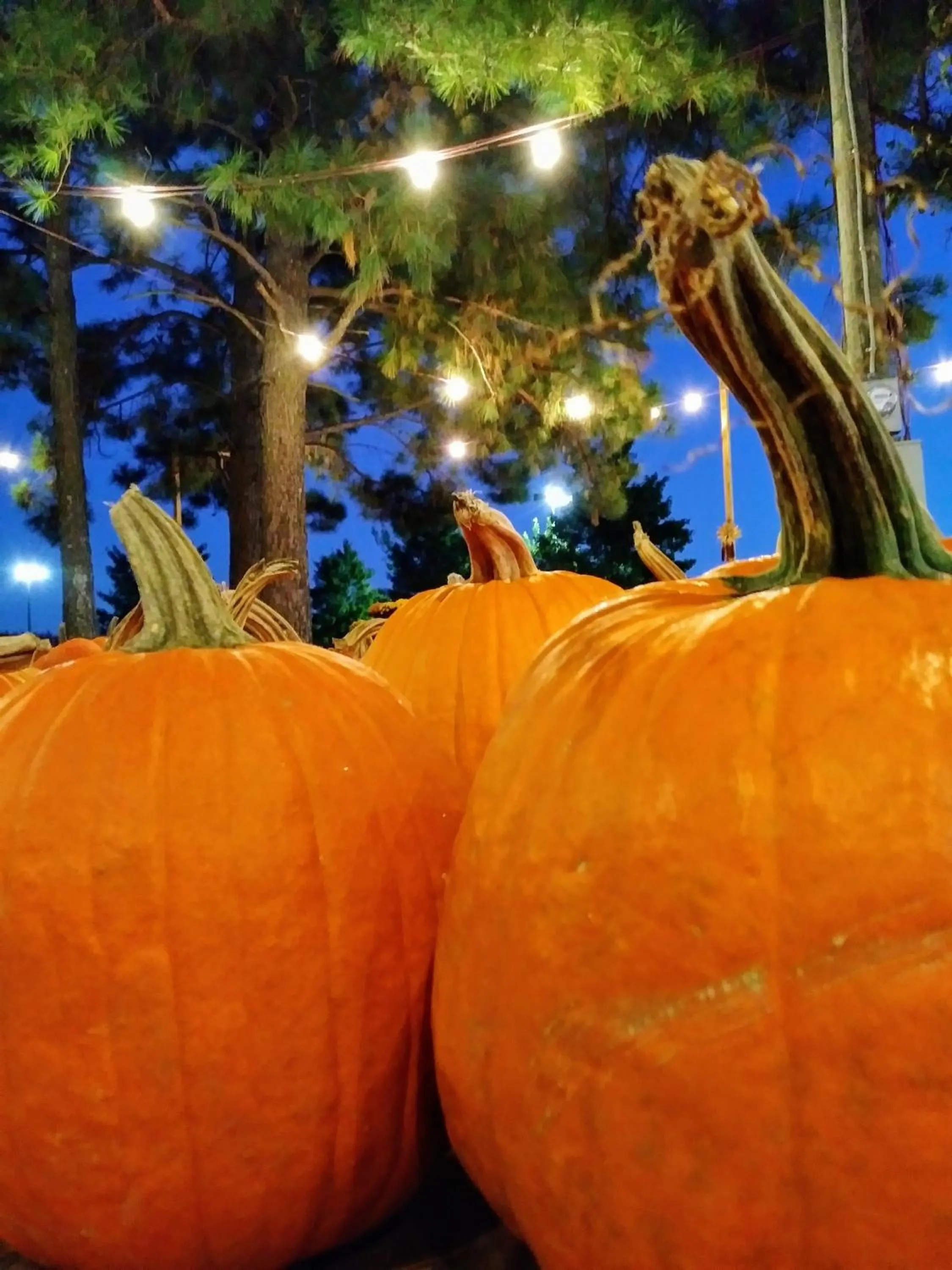 Autumn in Baymont by Wyndham Charlotte-Airport Coliseum