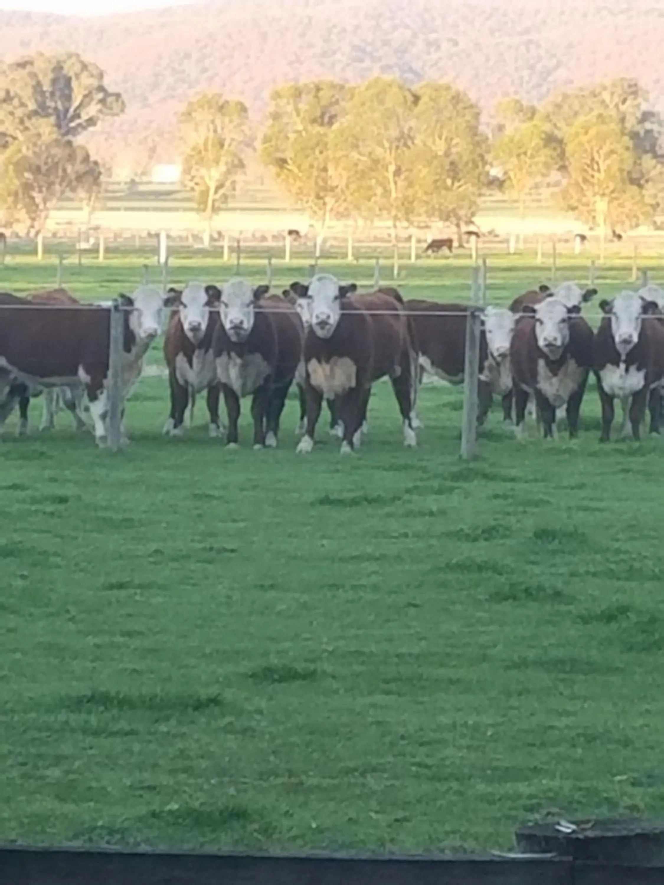 Natural landscape in King River Cottage