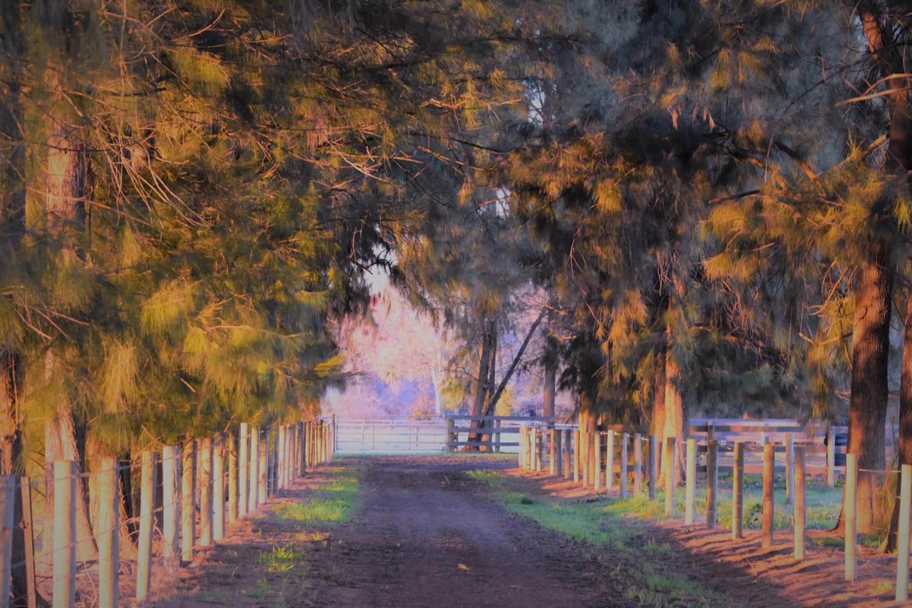 Natural landscape in King River Cottage