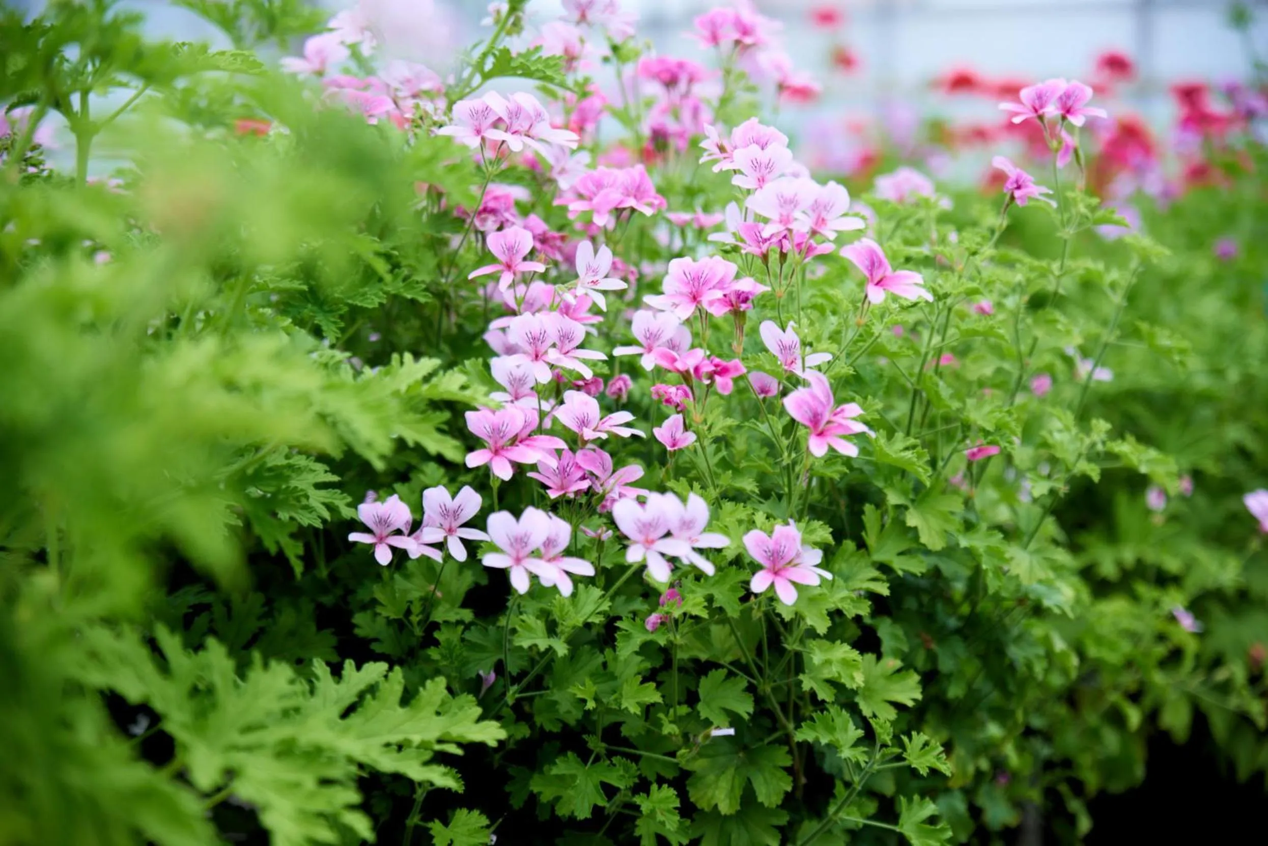 Spring in Danhostel Vitskøl Kloster