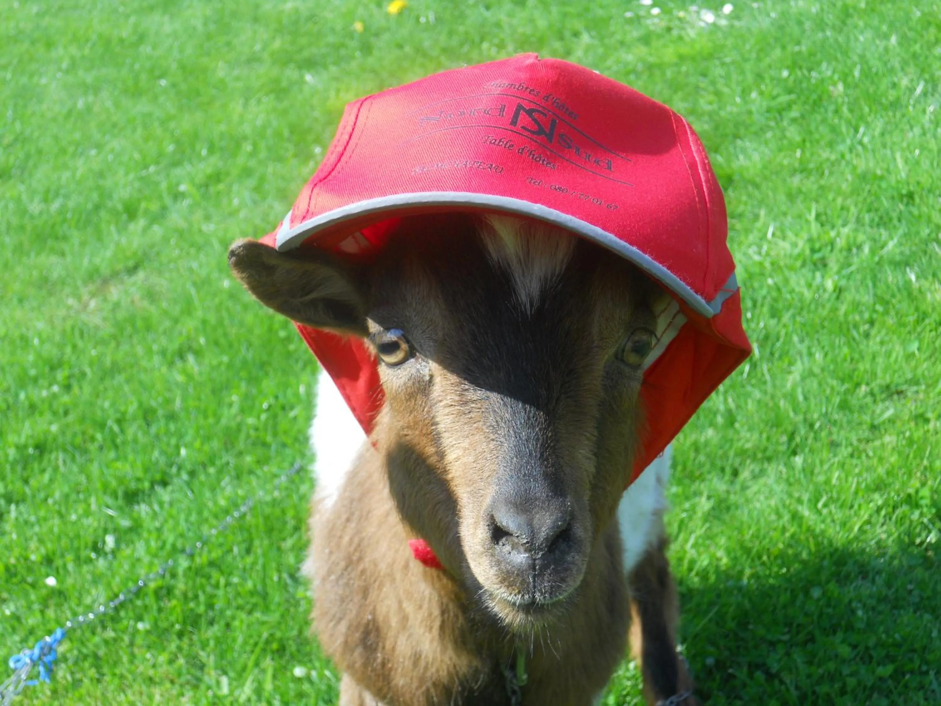 Animals in B&B Nord Sud