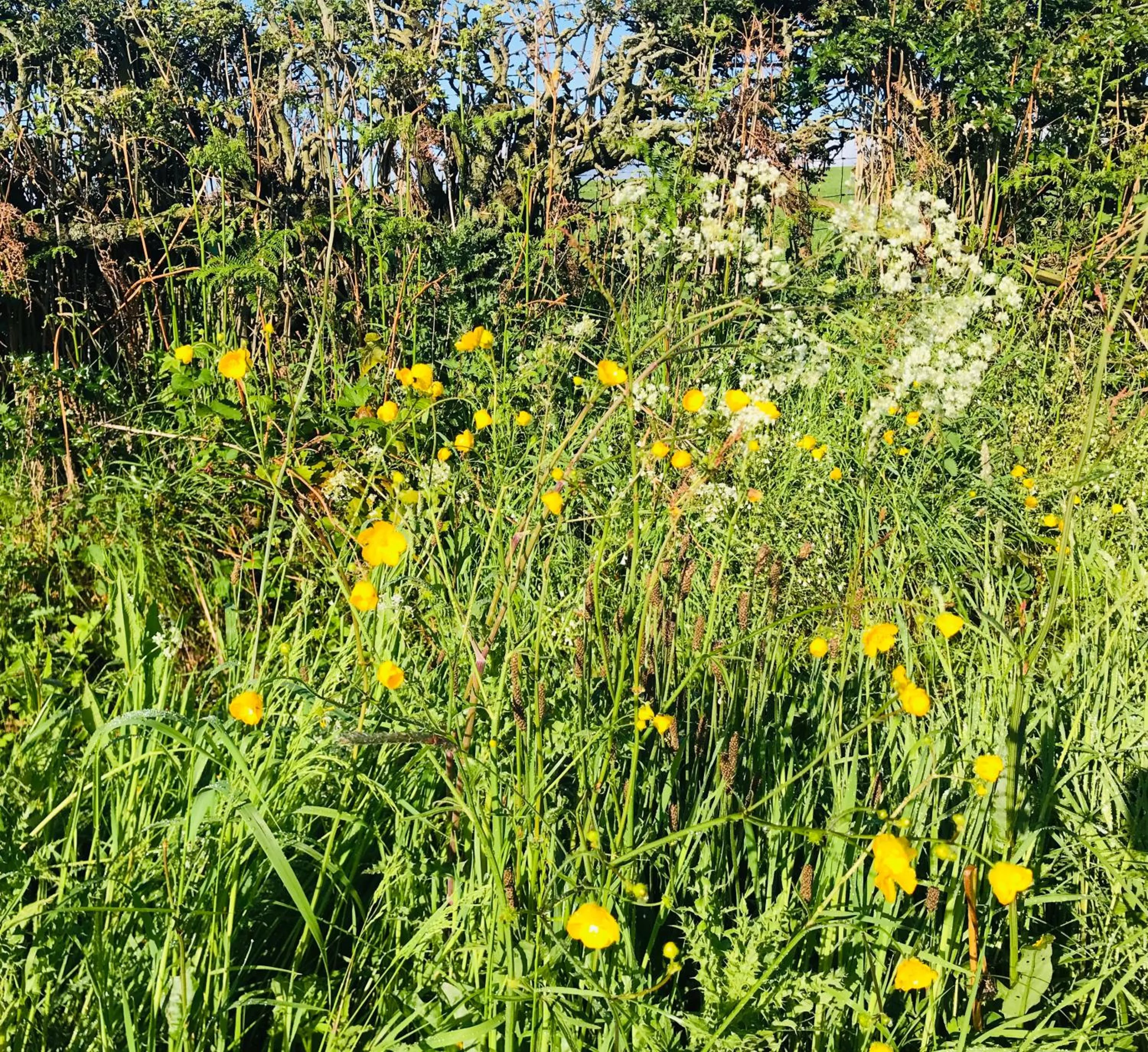 Natural landscape in Riding Farm