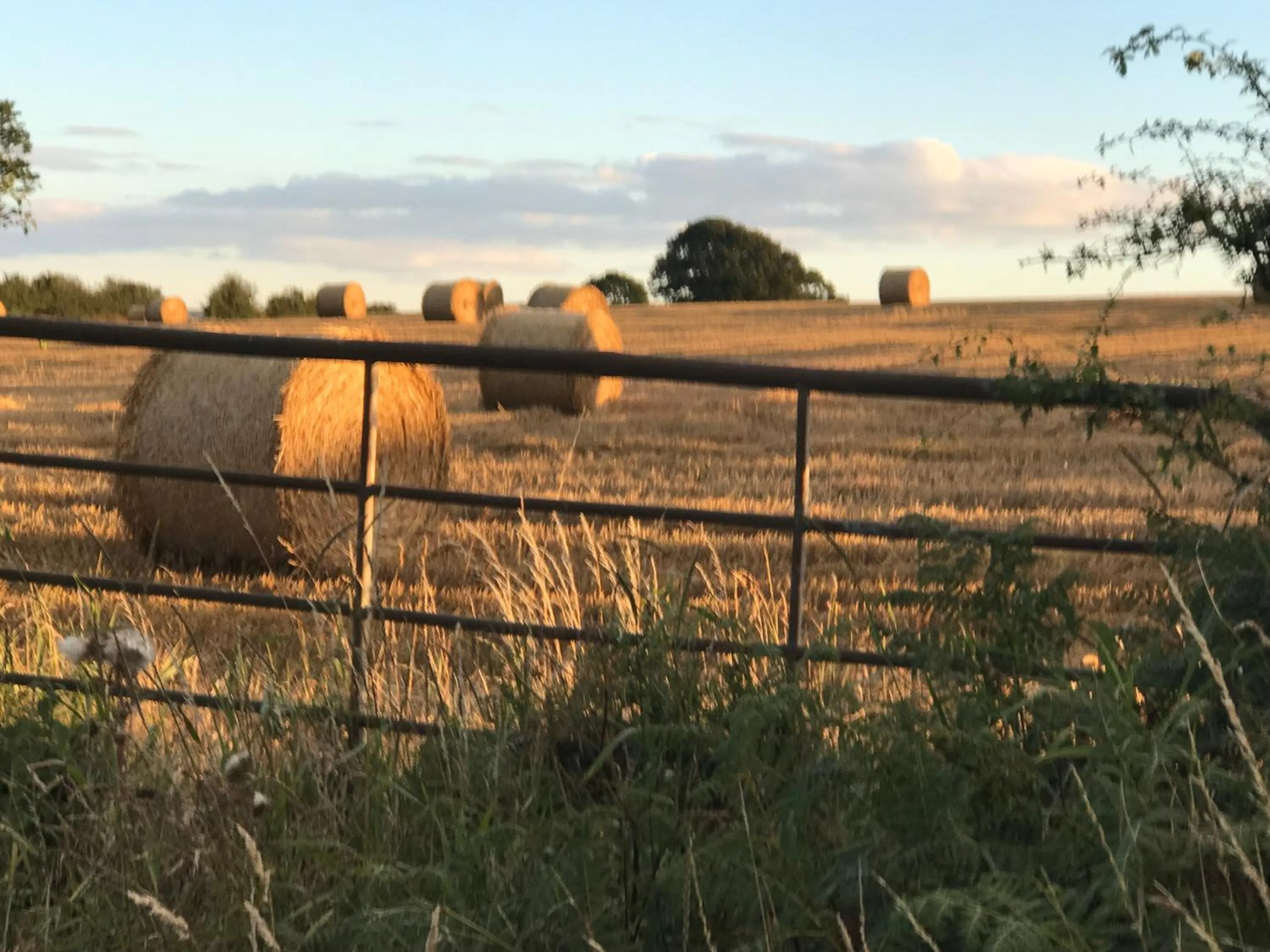 Natural landscape in Riding Farm