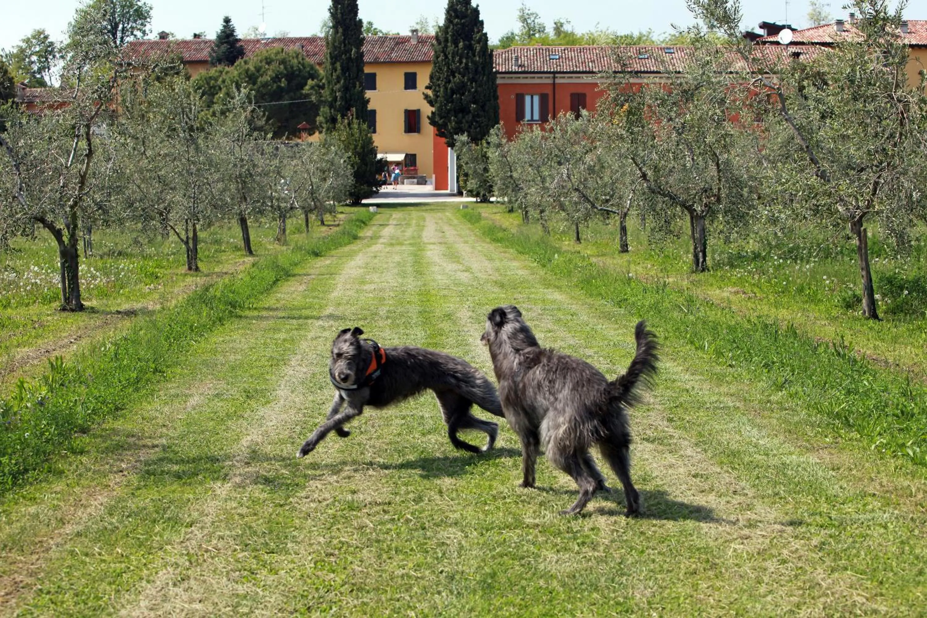 Pets in Agriturismo La Filanda