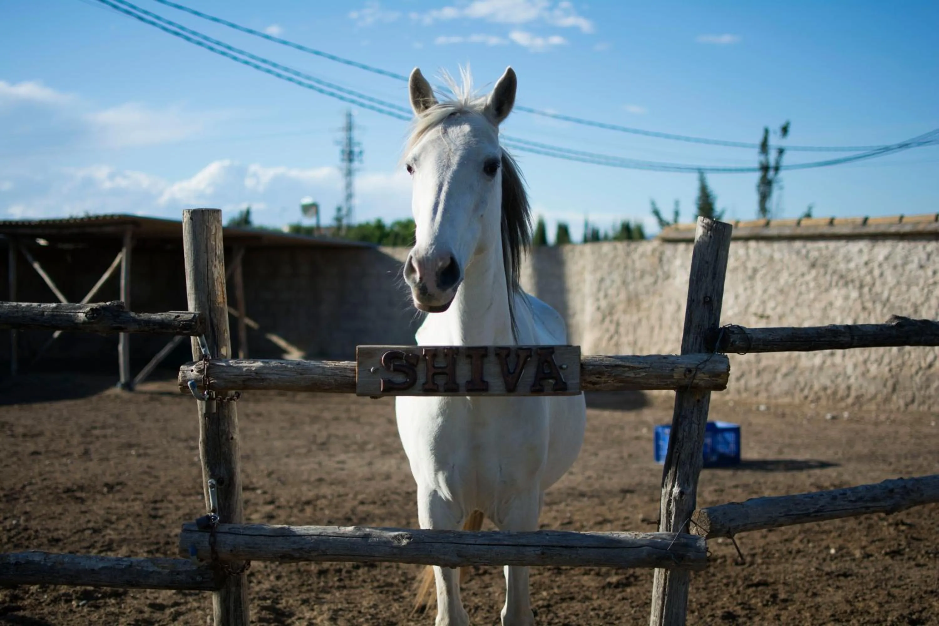 Animals in Mas Taniet Hotel Rural