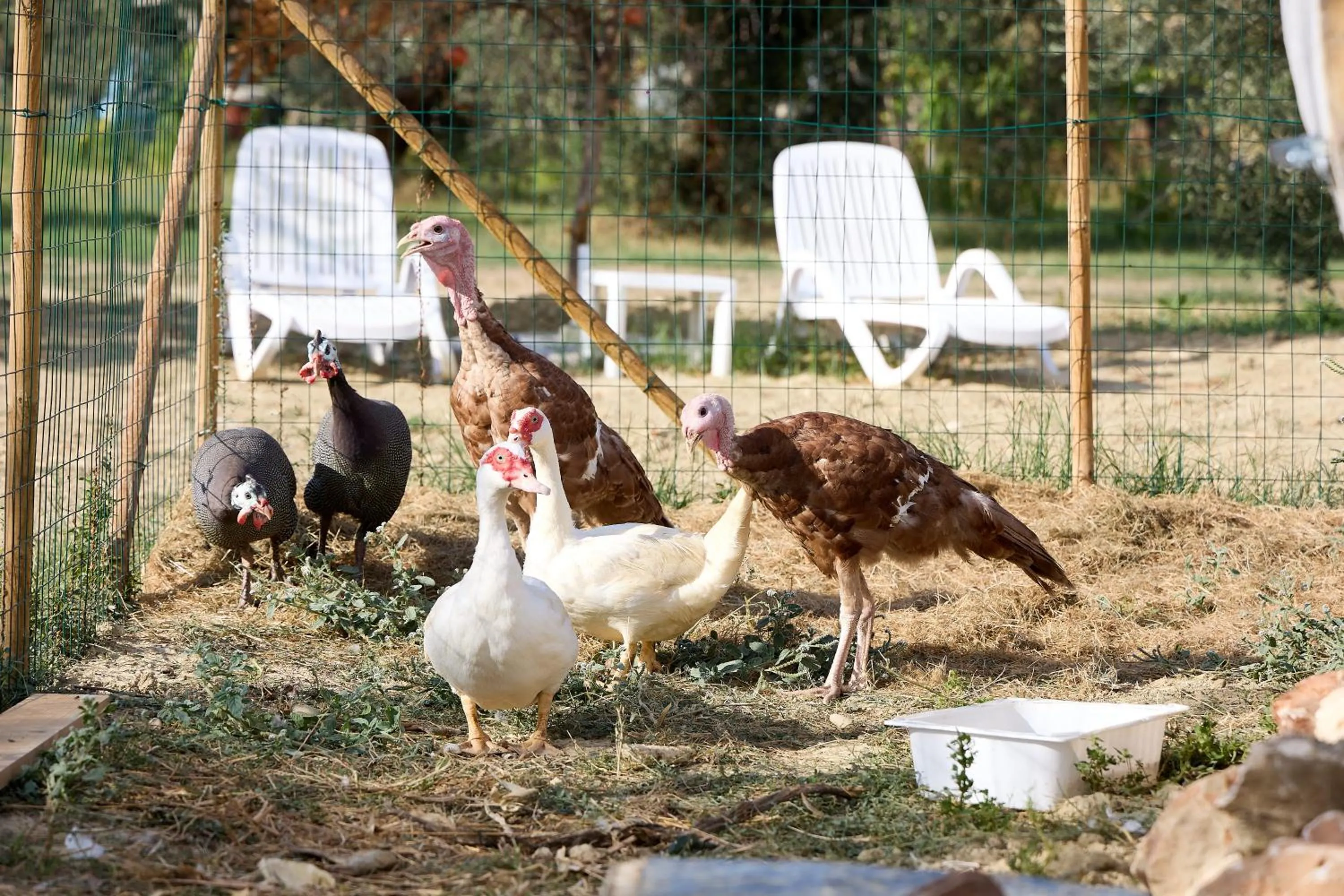 Animals in Hotel Villa Elena