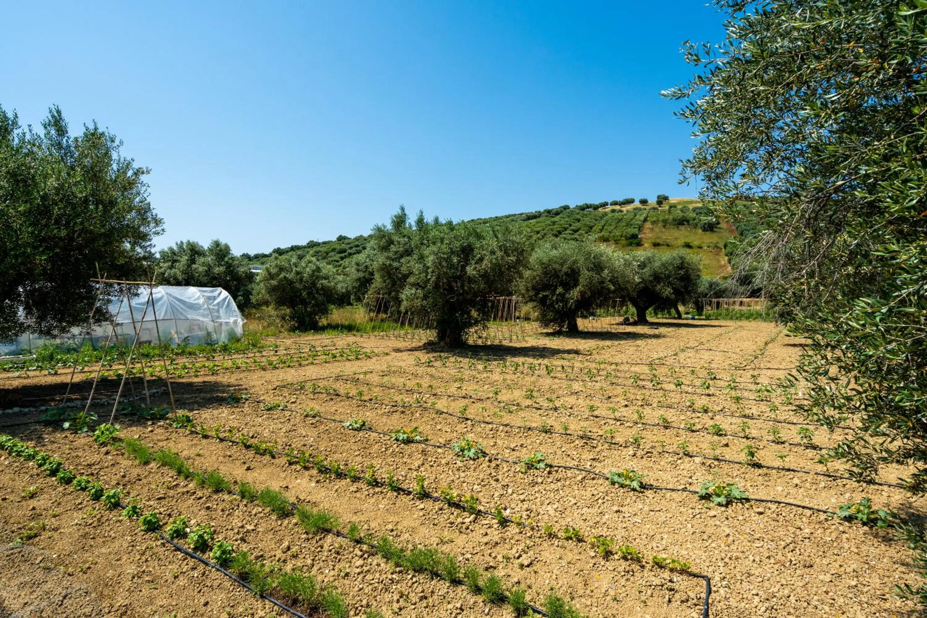 Garden in Hotel Villa Elena