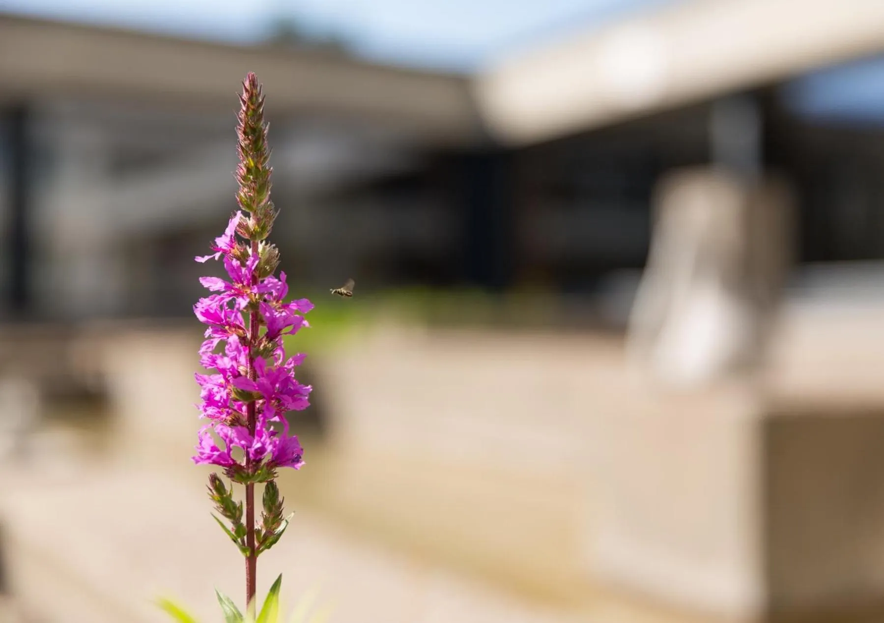 Patio in B&B Hotel Mattli Übernachtung Frühstück