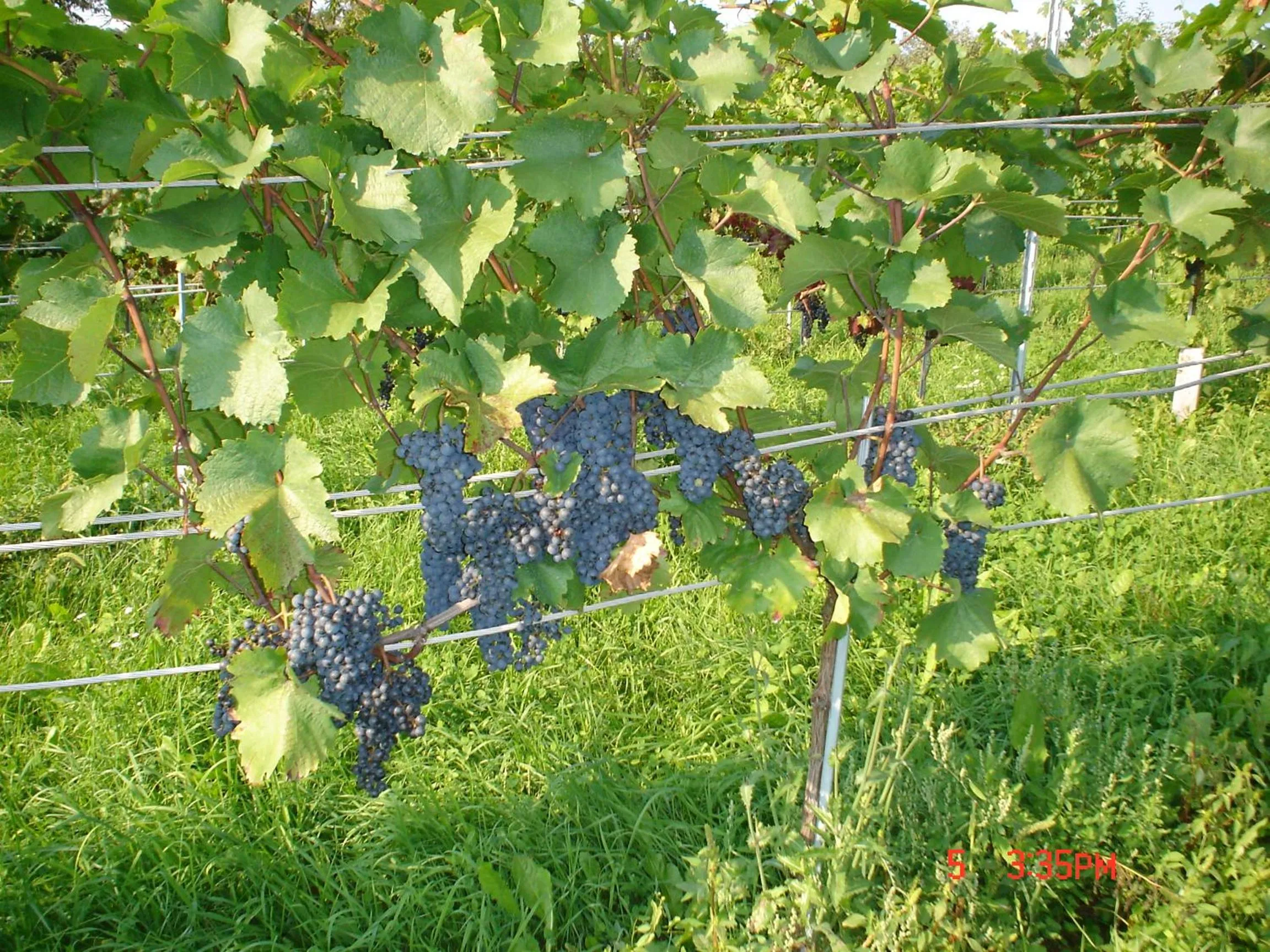 Other in Pleschinhof