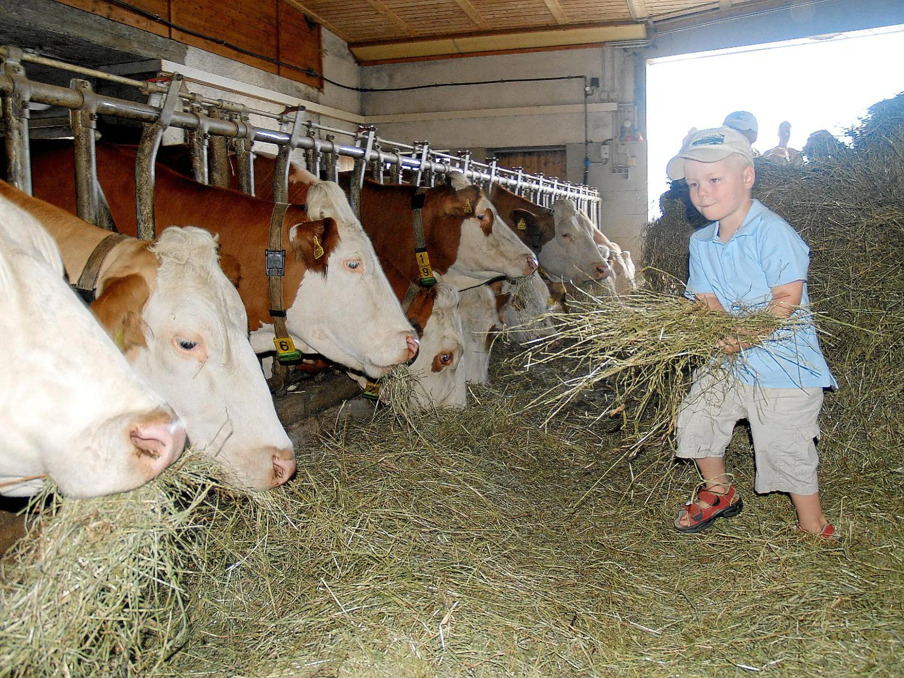 Activities in Pleschinhof