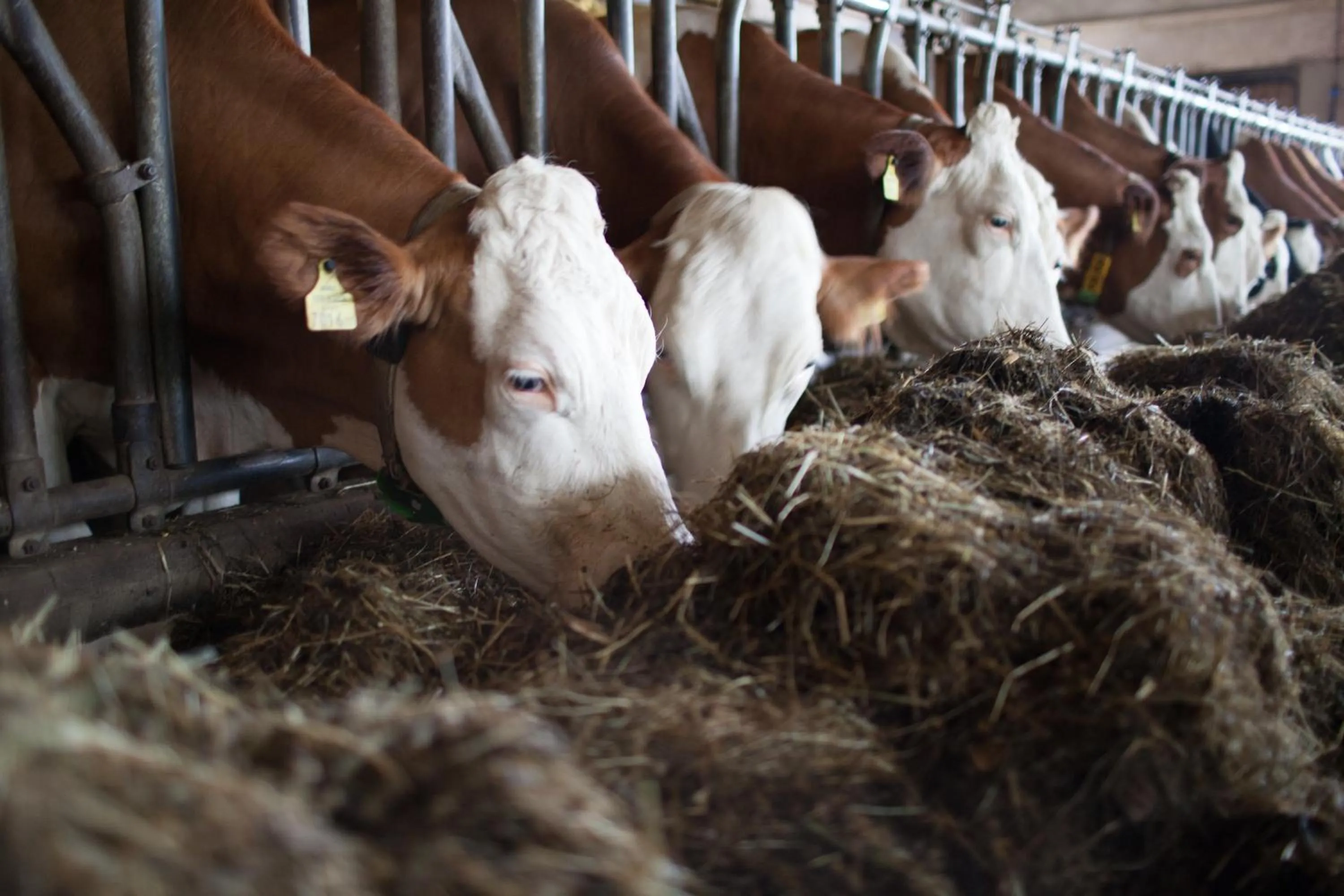 Animals in Pleschinhof