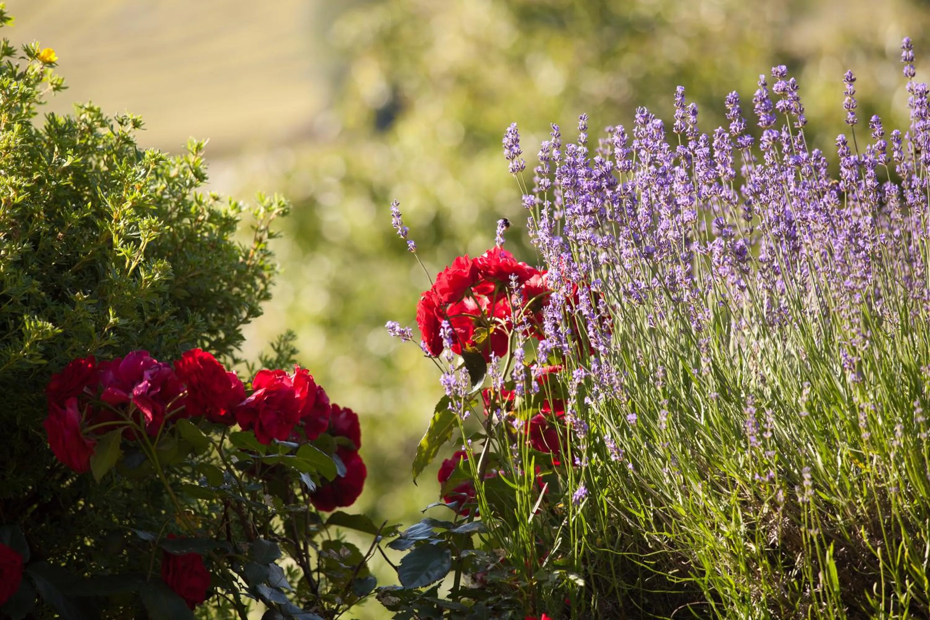 Other in Pleschinhof