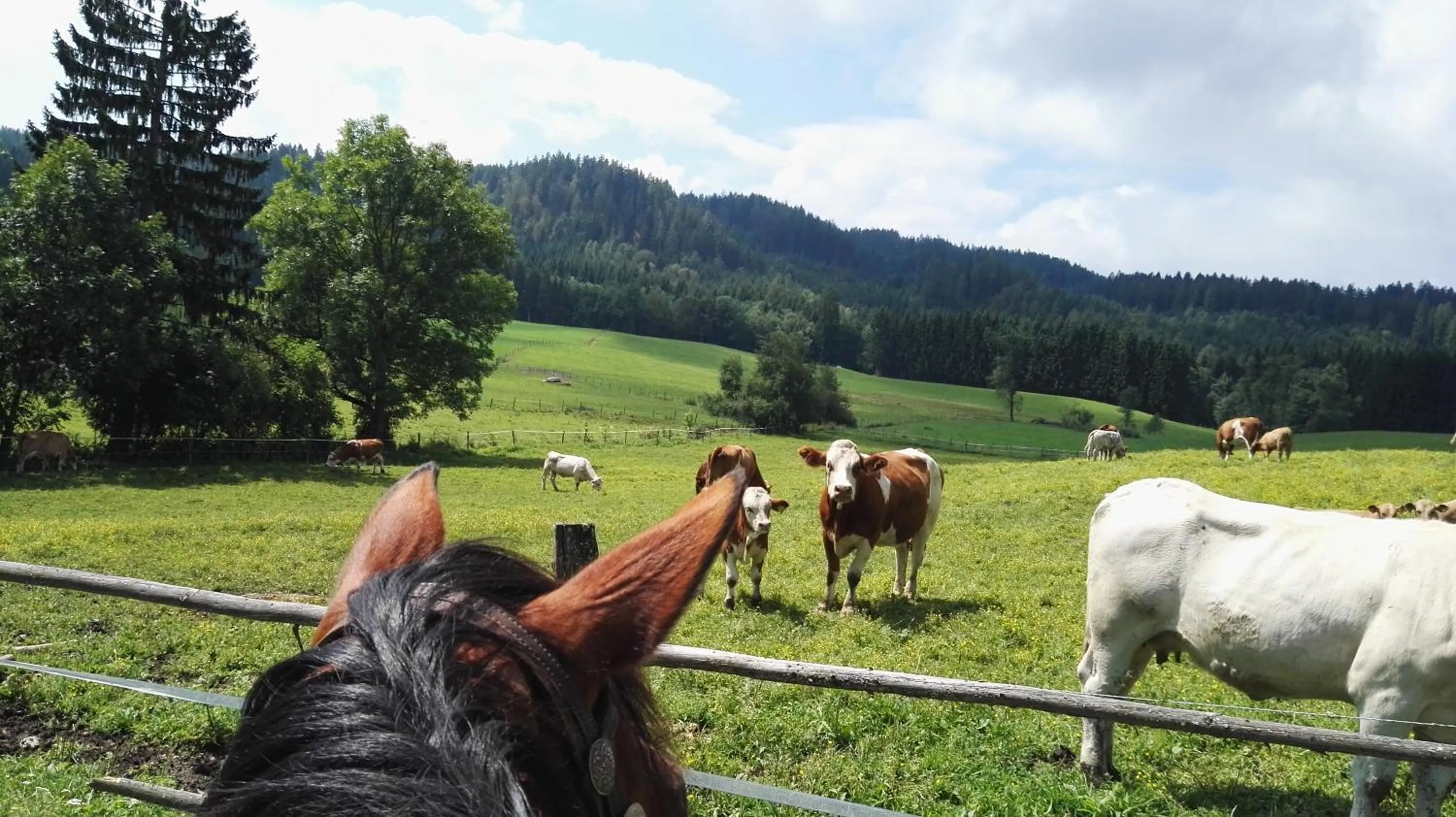 Animals in Pleschinhof