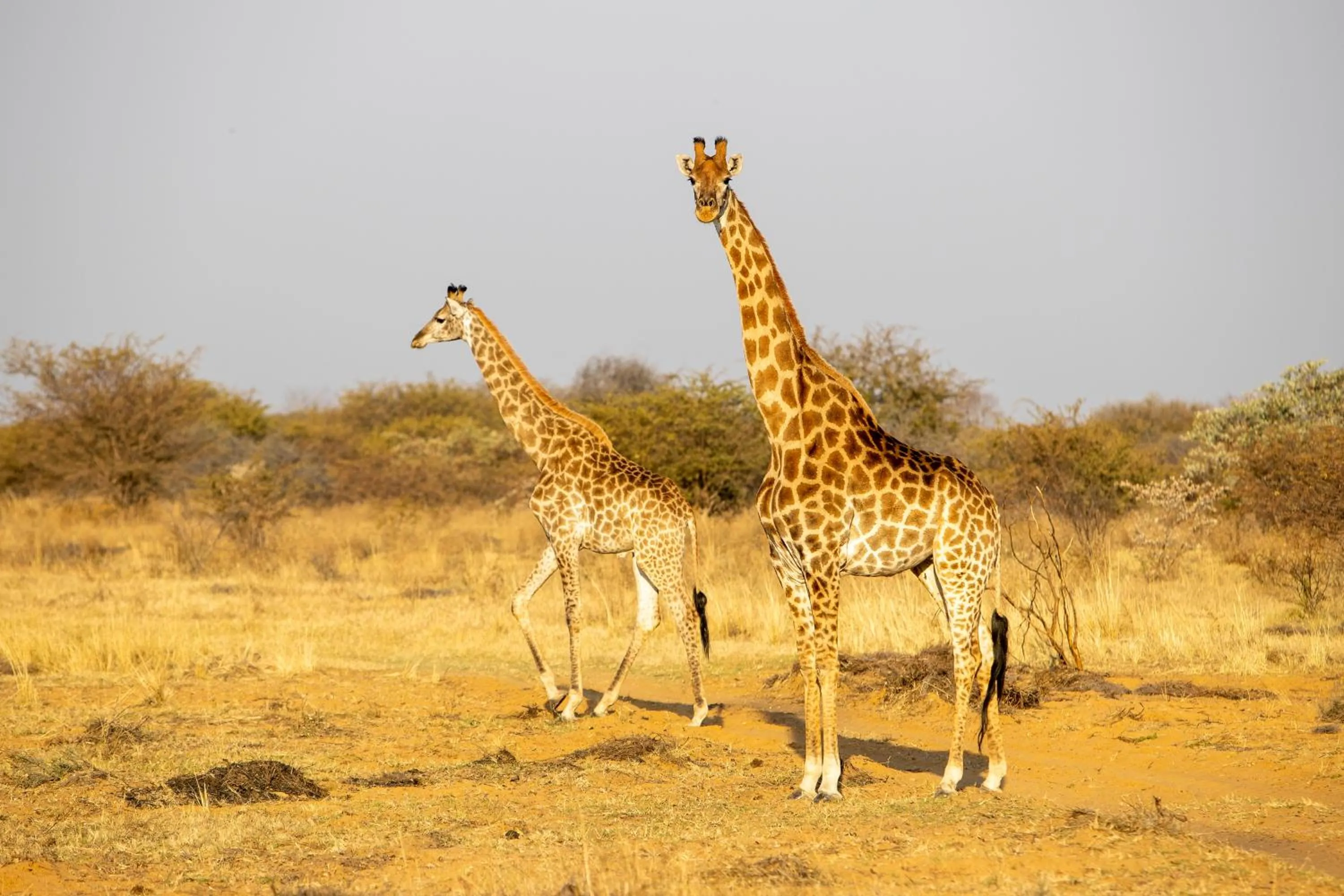 Sondela Nature Reserve & Spa Makhato Lodges
