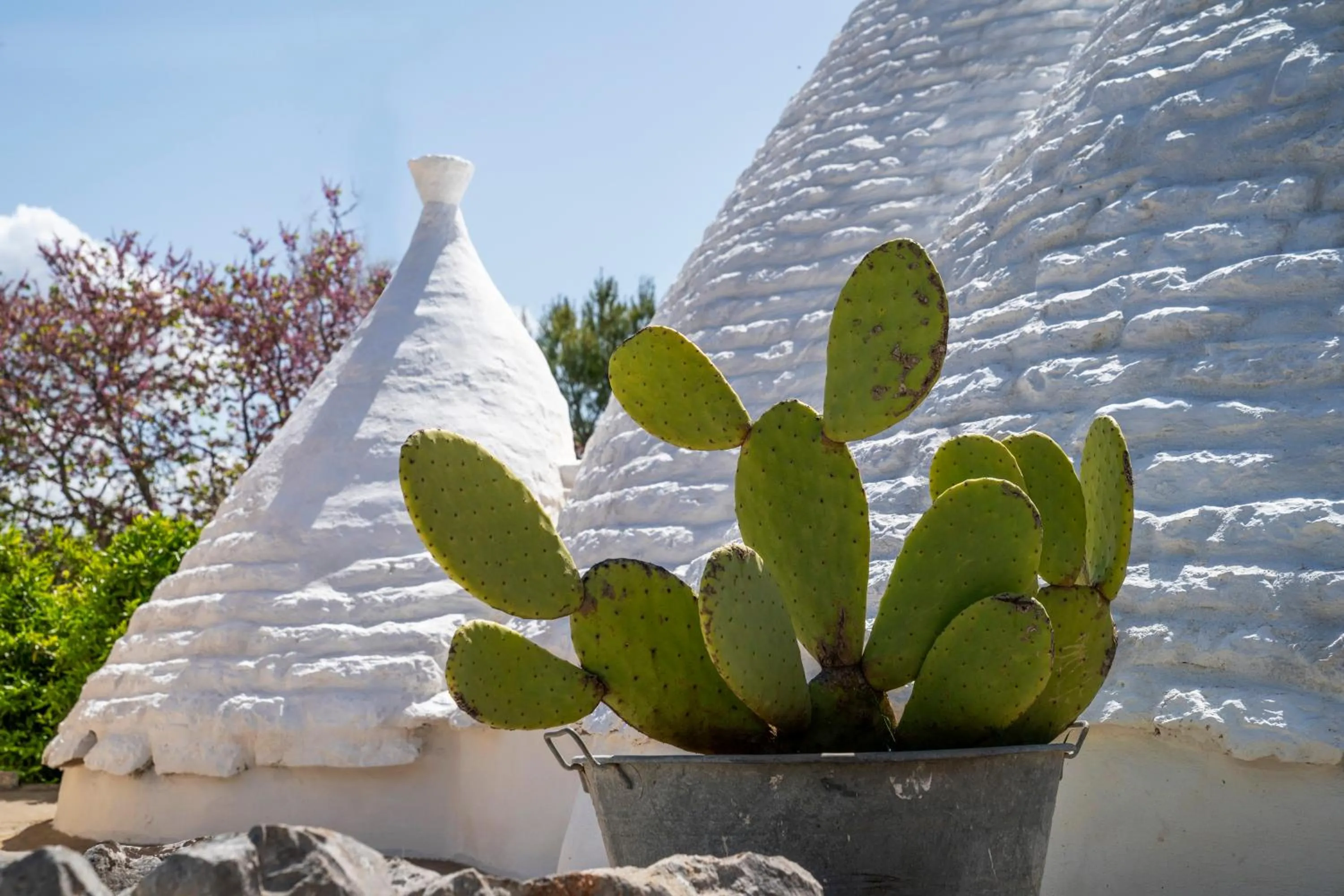 Garden view in TRULLO MATTEO VILLA DE LUXE avec PISCINE