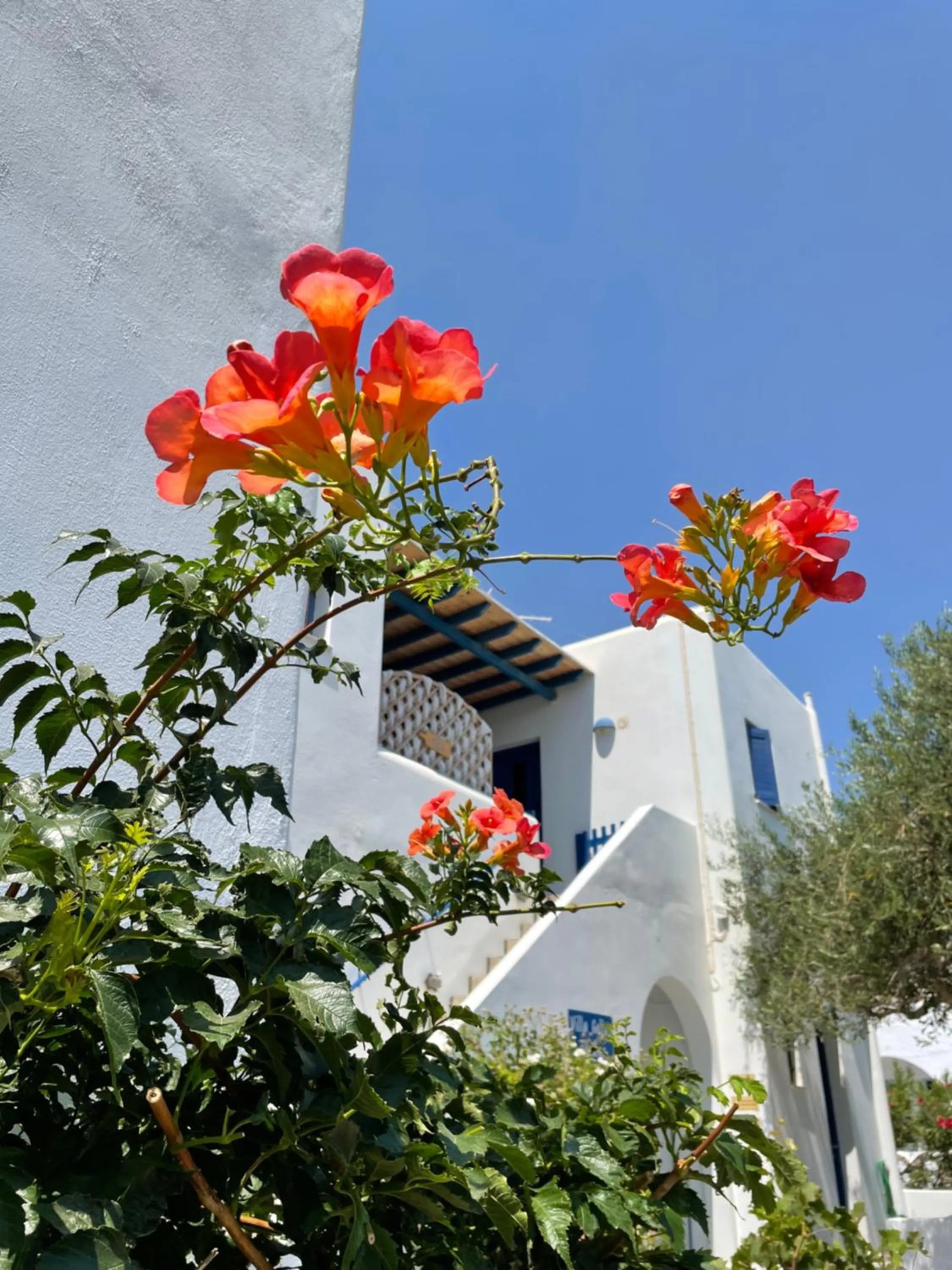 Garden in Villa Gelly's Studios