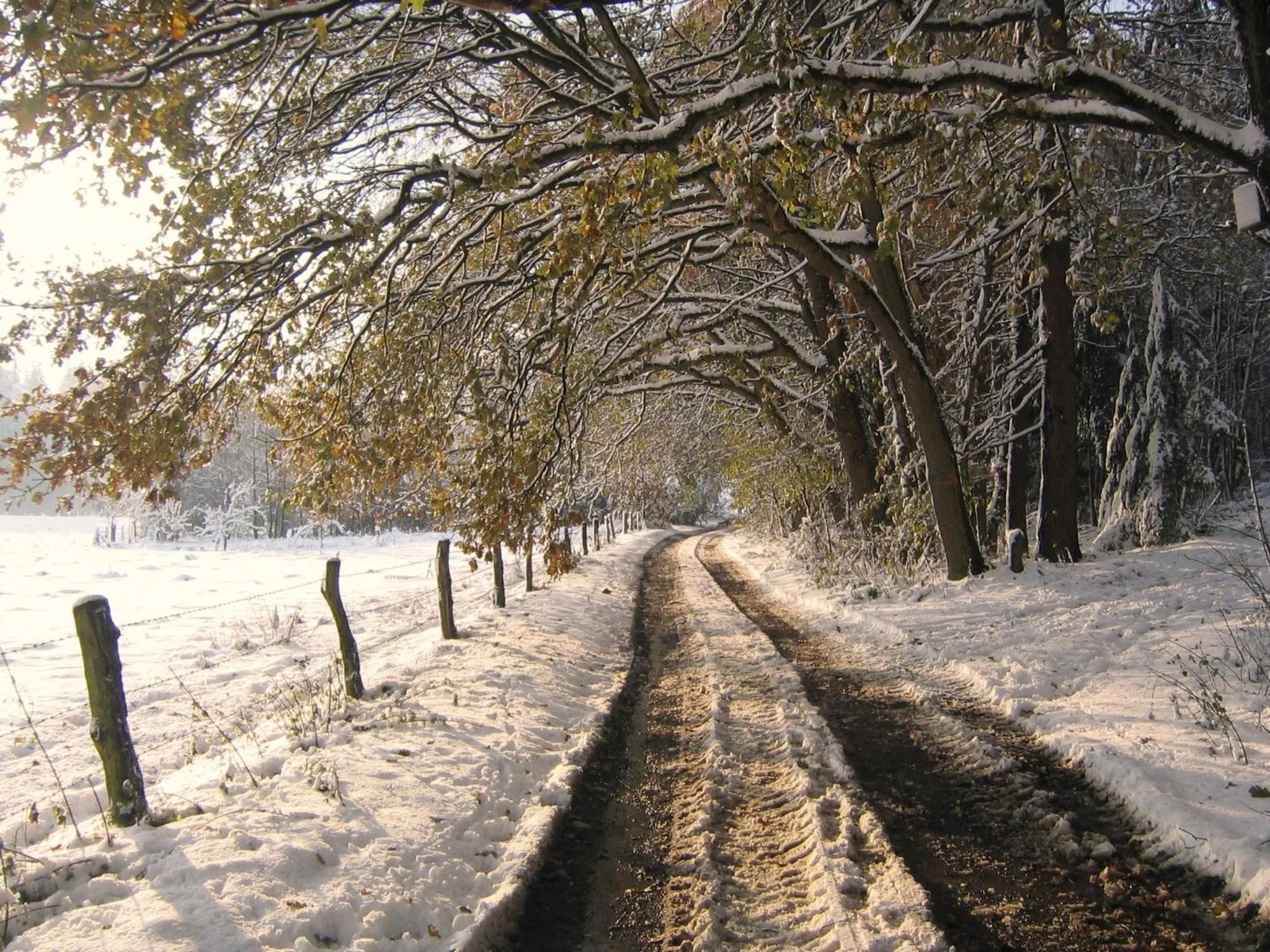 Hiking in Hotel-Café "Schauinsland"