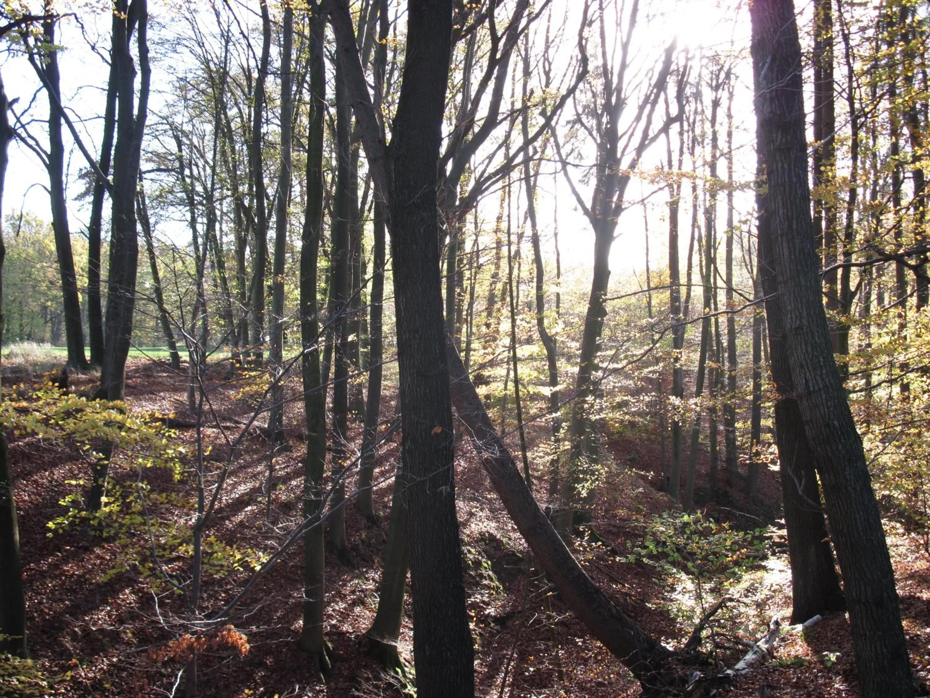 Day in Hotel-Café "Schauinsland"