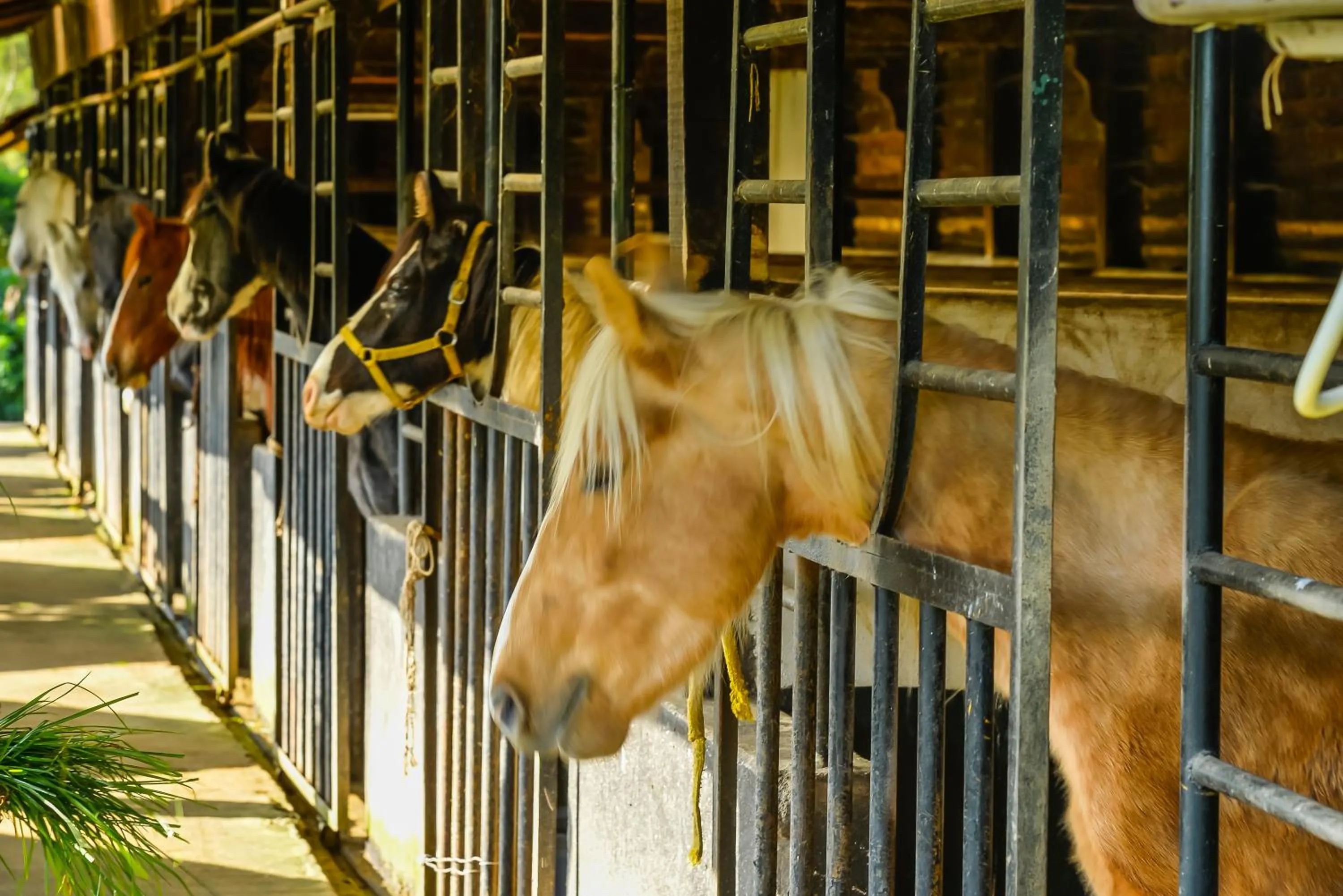 Pets in Destiny - The Farm Resort