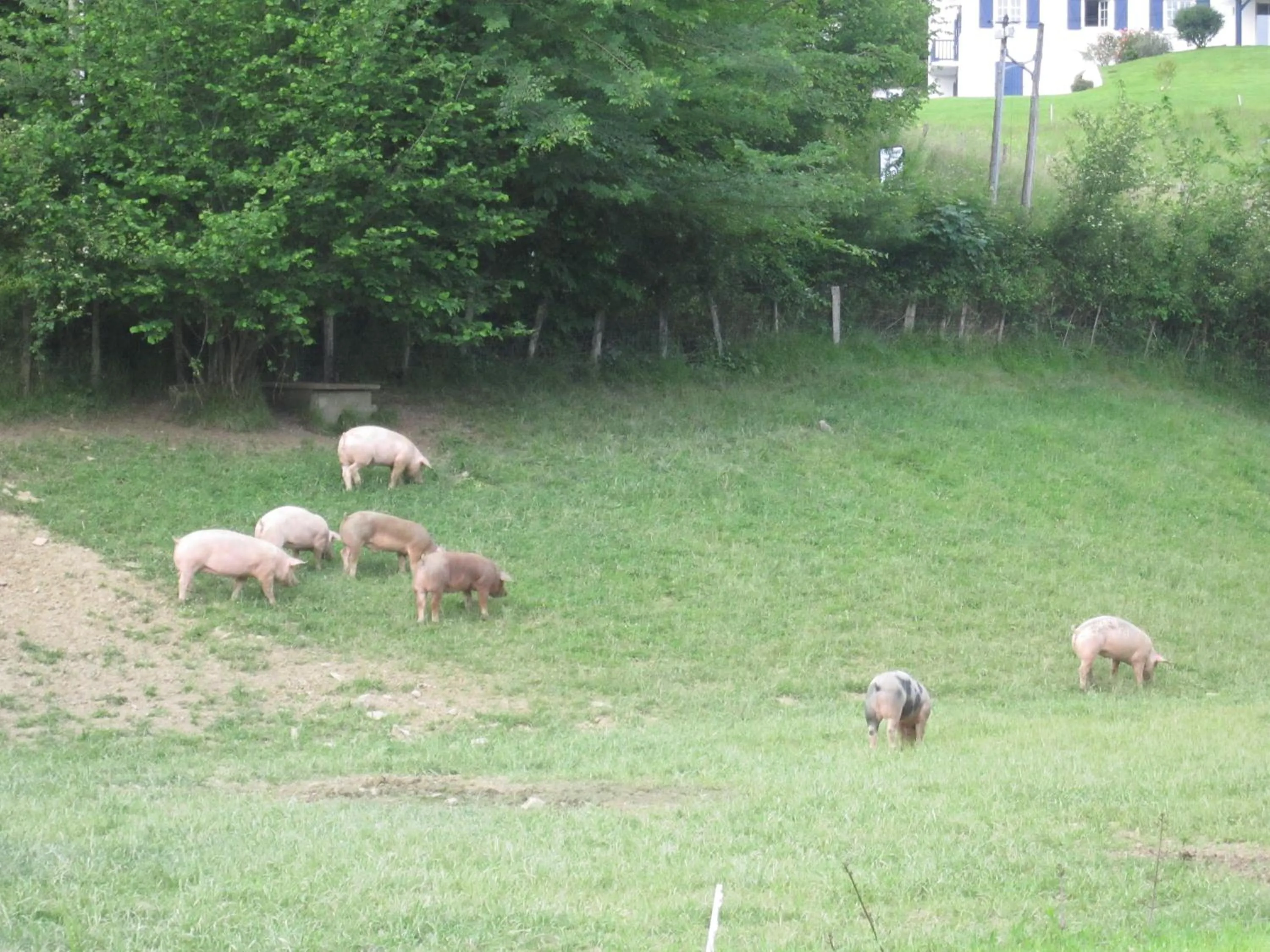 Natural landscape in Logis Hotel Ur-Hegian