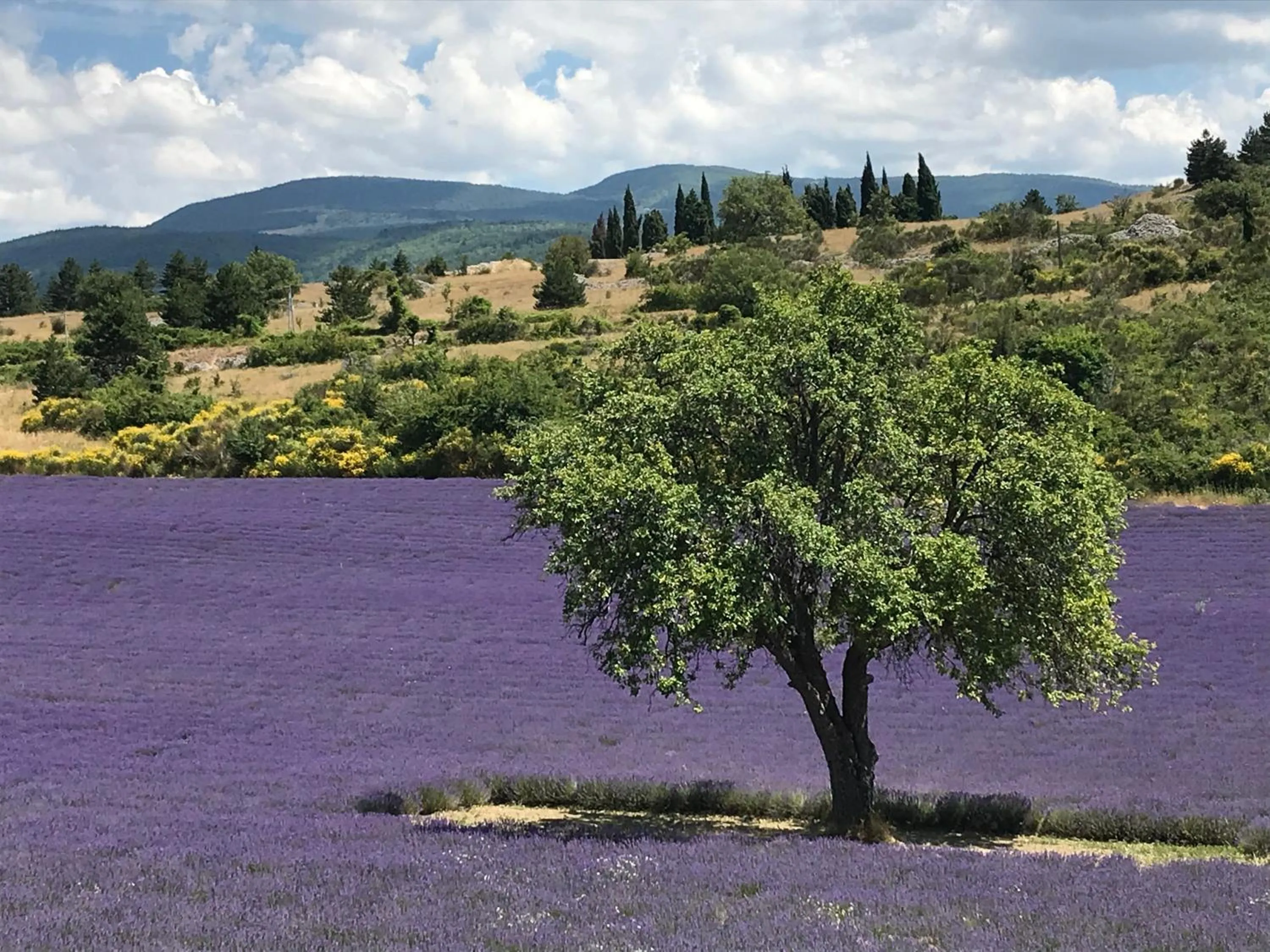 Natural landscape in Oustau du Ventoux