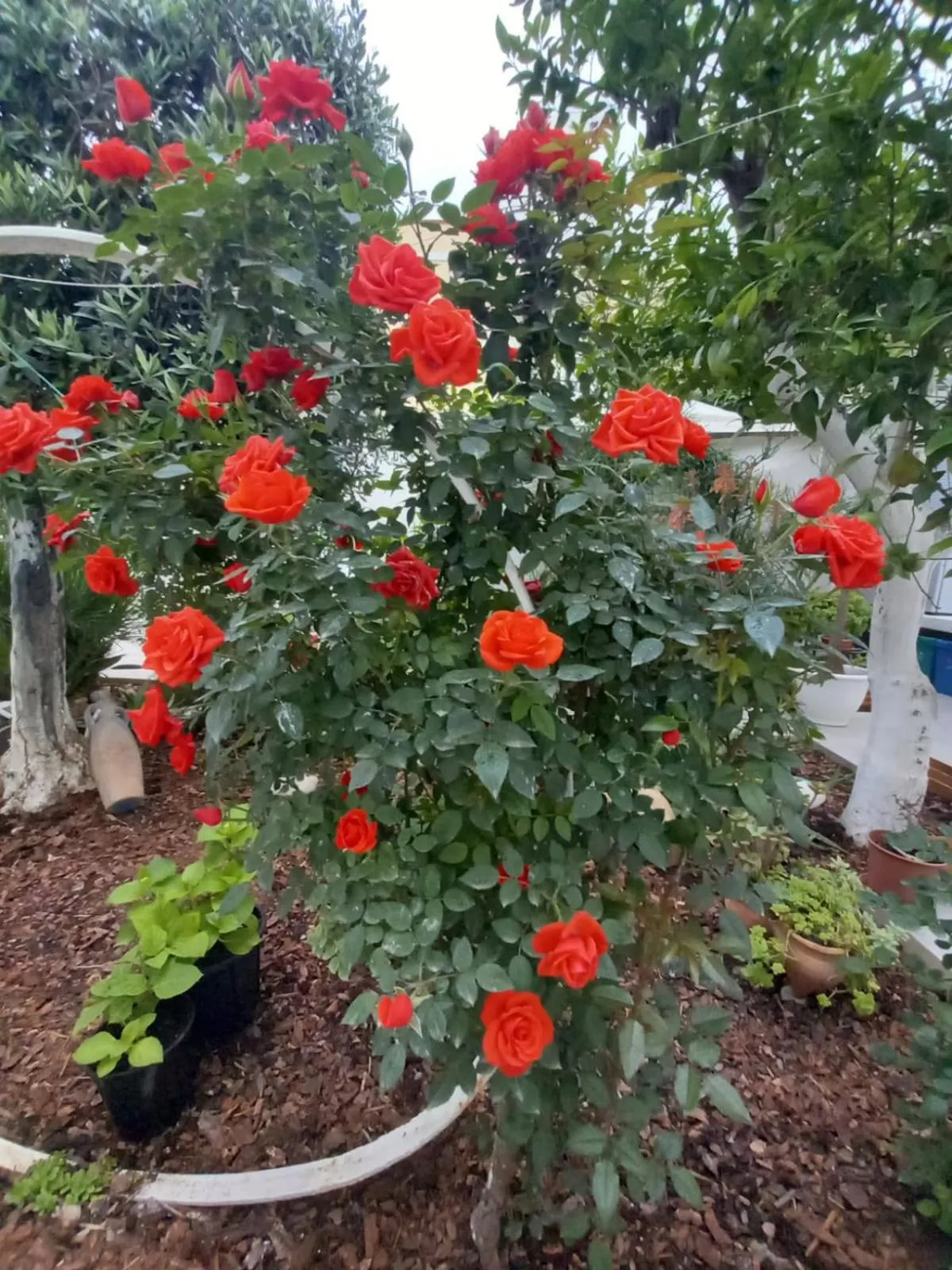 Day in Patio 101 "Exclusive"