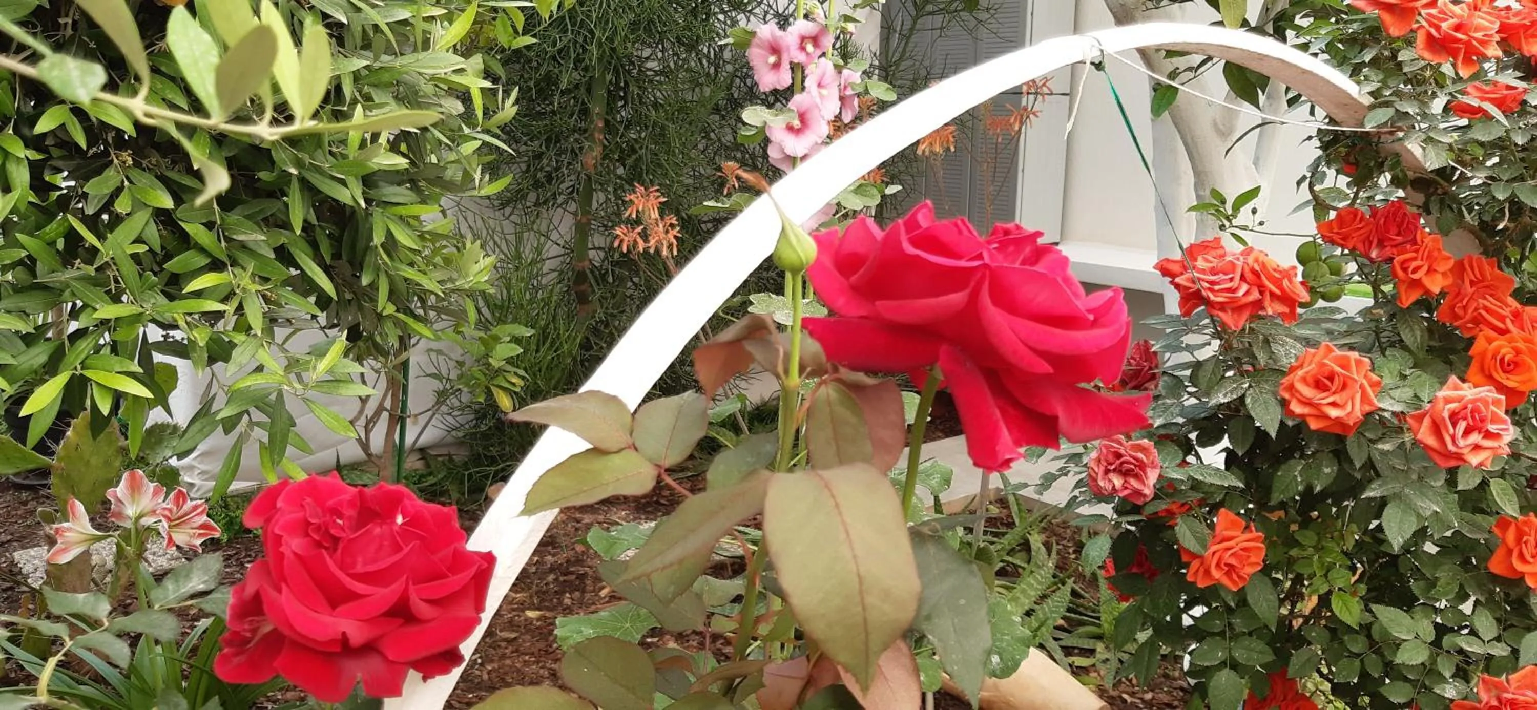 Day in Patio 101 "Exclusive"