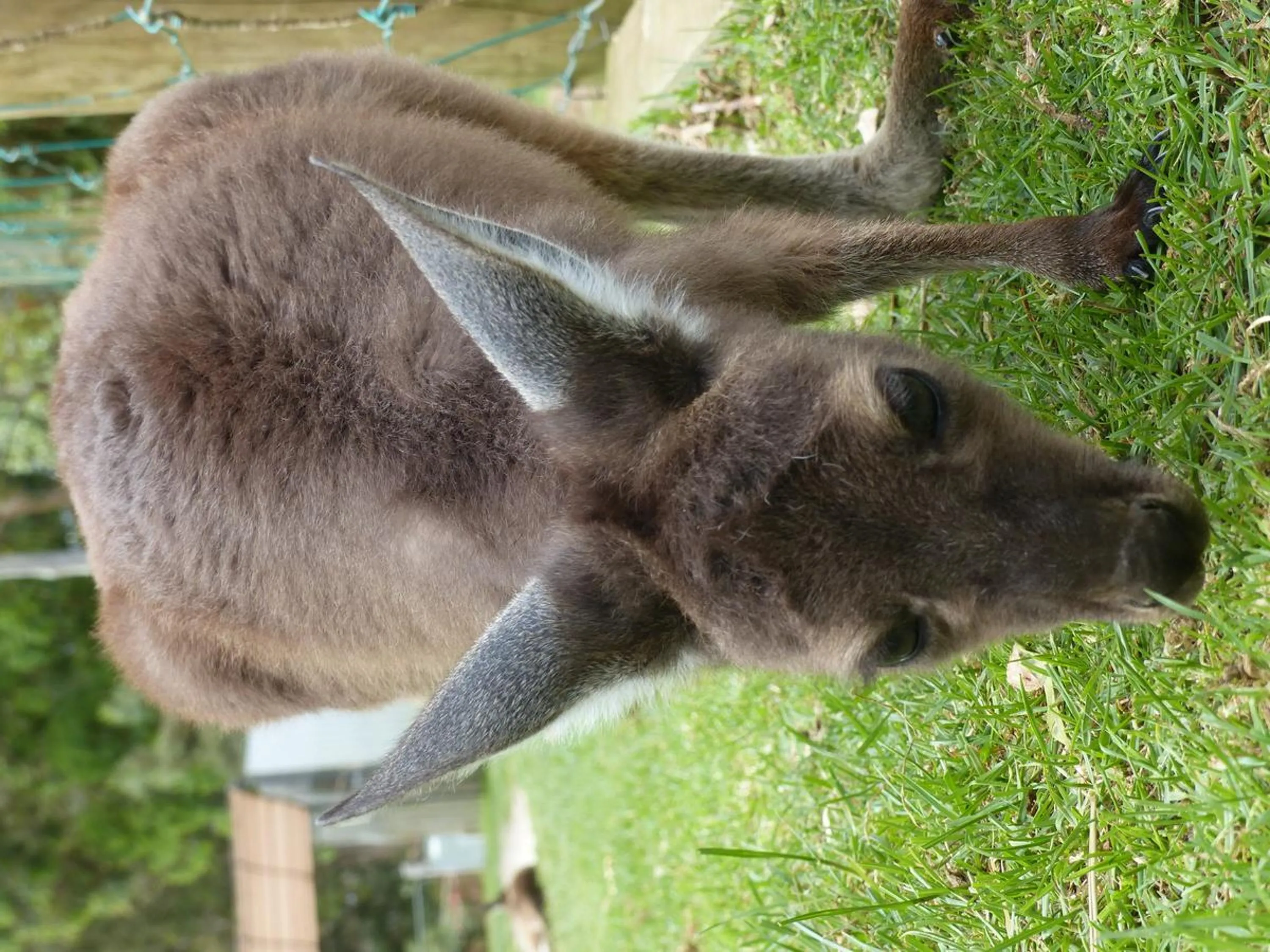 Animals in Windrose B&B