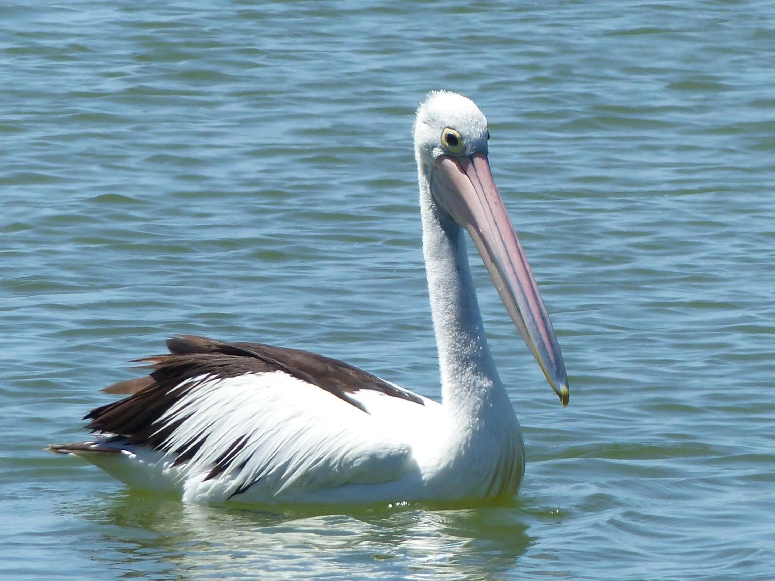 Animals in Windrose B&B