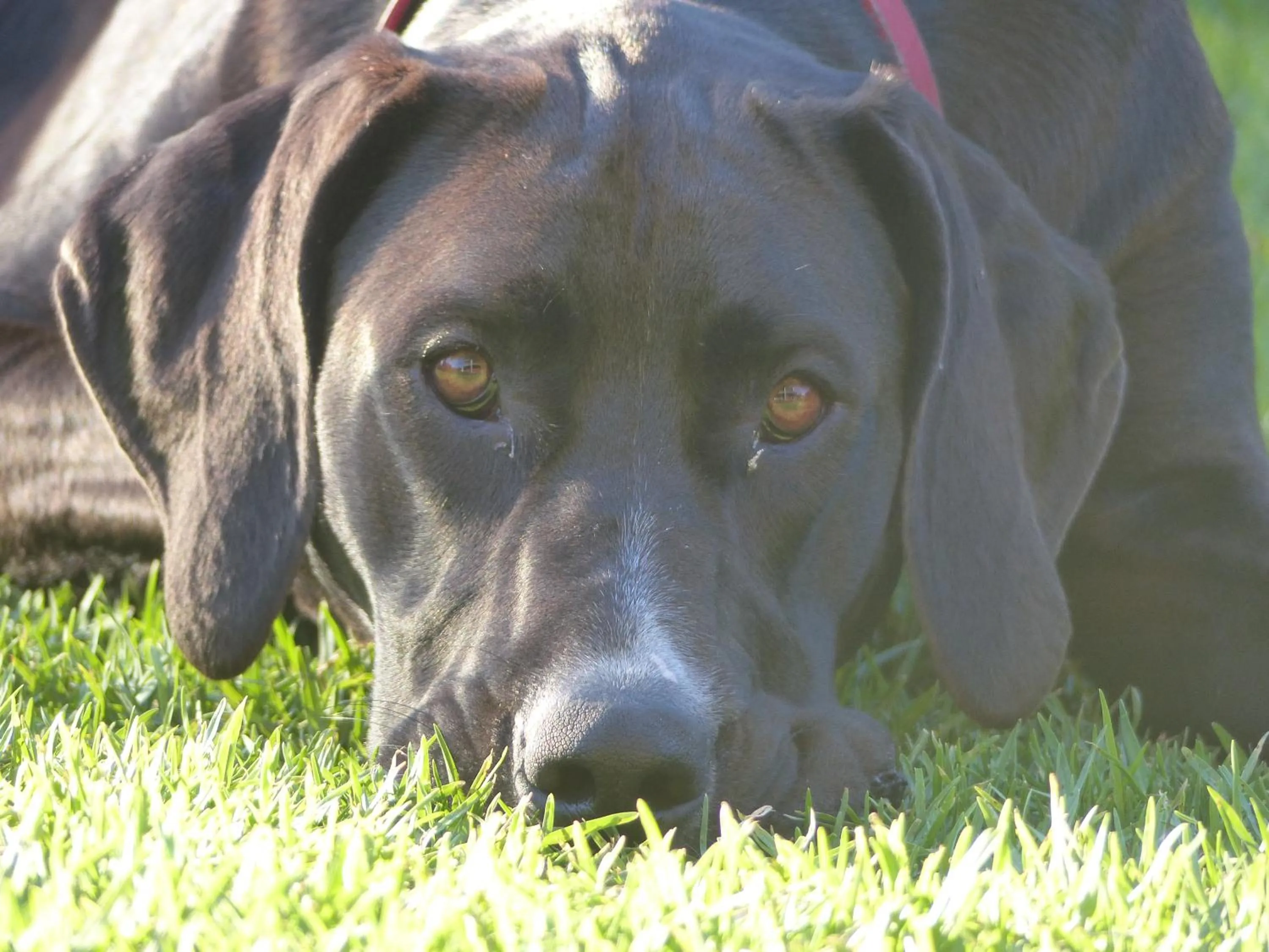 Pets in Windrose B&B