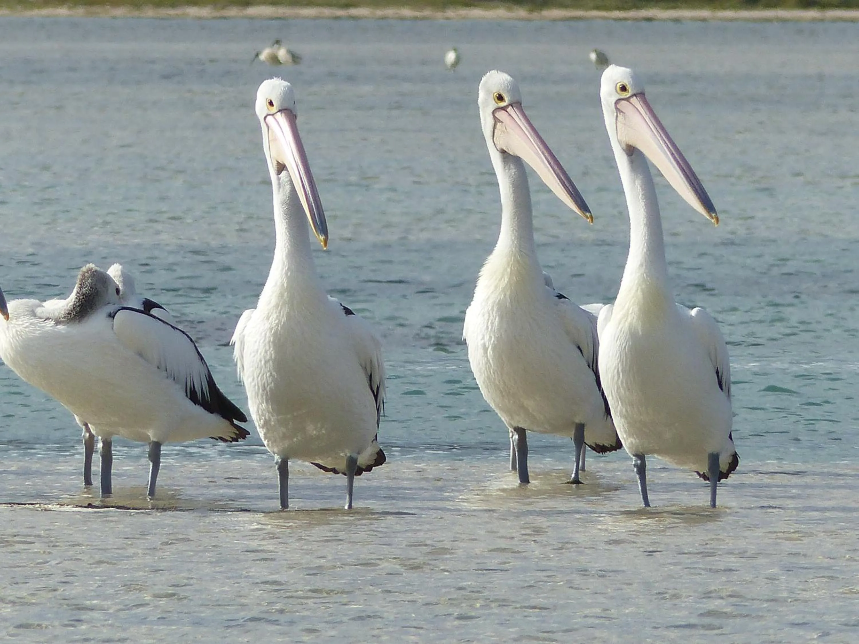 Animals in Windrose B&B